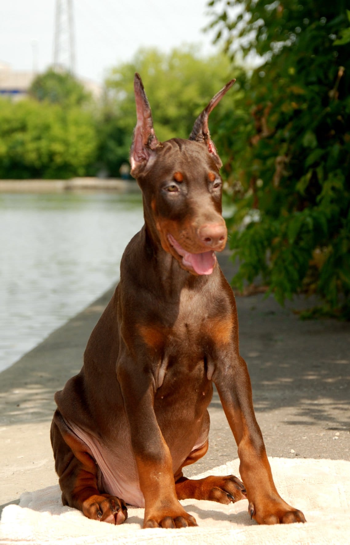 Stocker – Doberman Pinscher puppy for sale in Seattle, WA