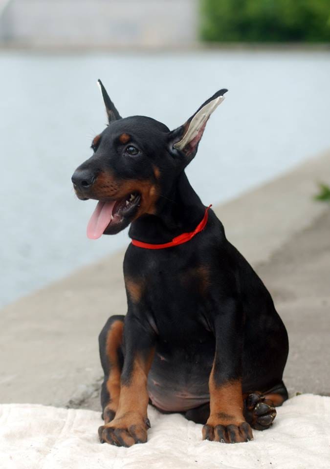 RED – Doberman Pinscher puppy for sale in Seattle, WA