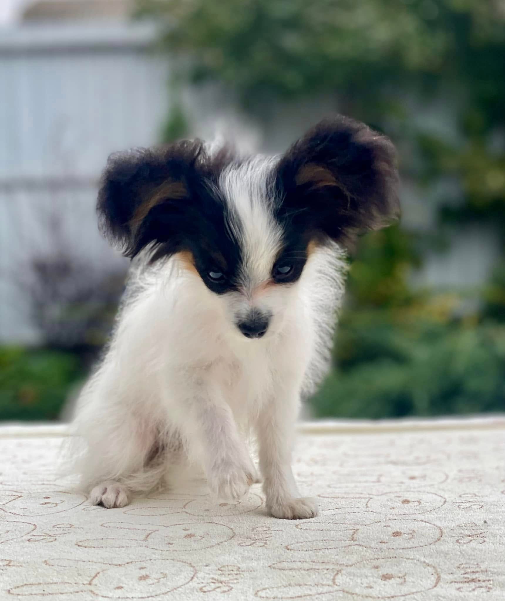 Queen – Papillon puppy for sale in Seattle, WA
