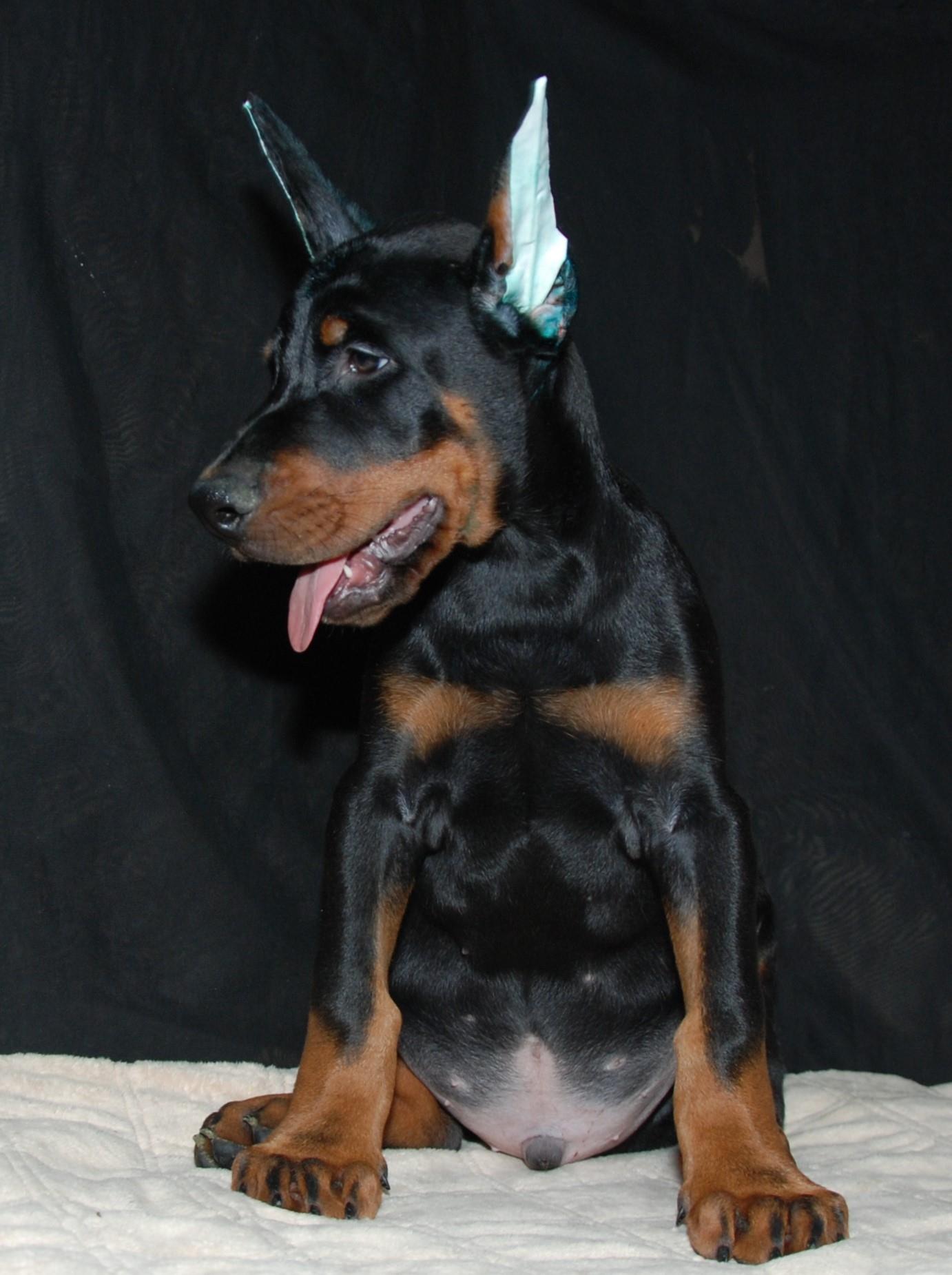 Rocky – Doberman Pinscher puppy for sale in Seattle, WA
