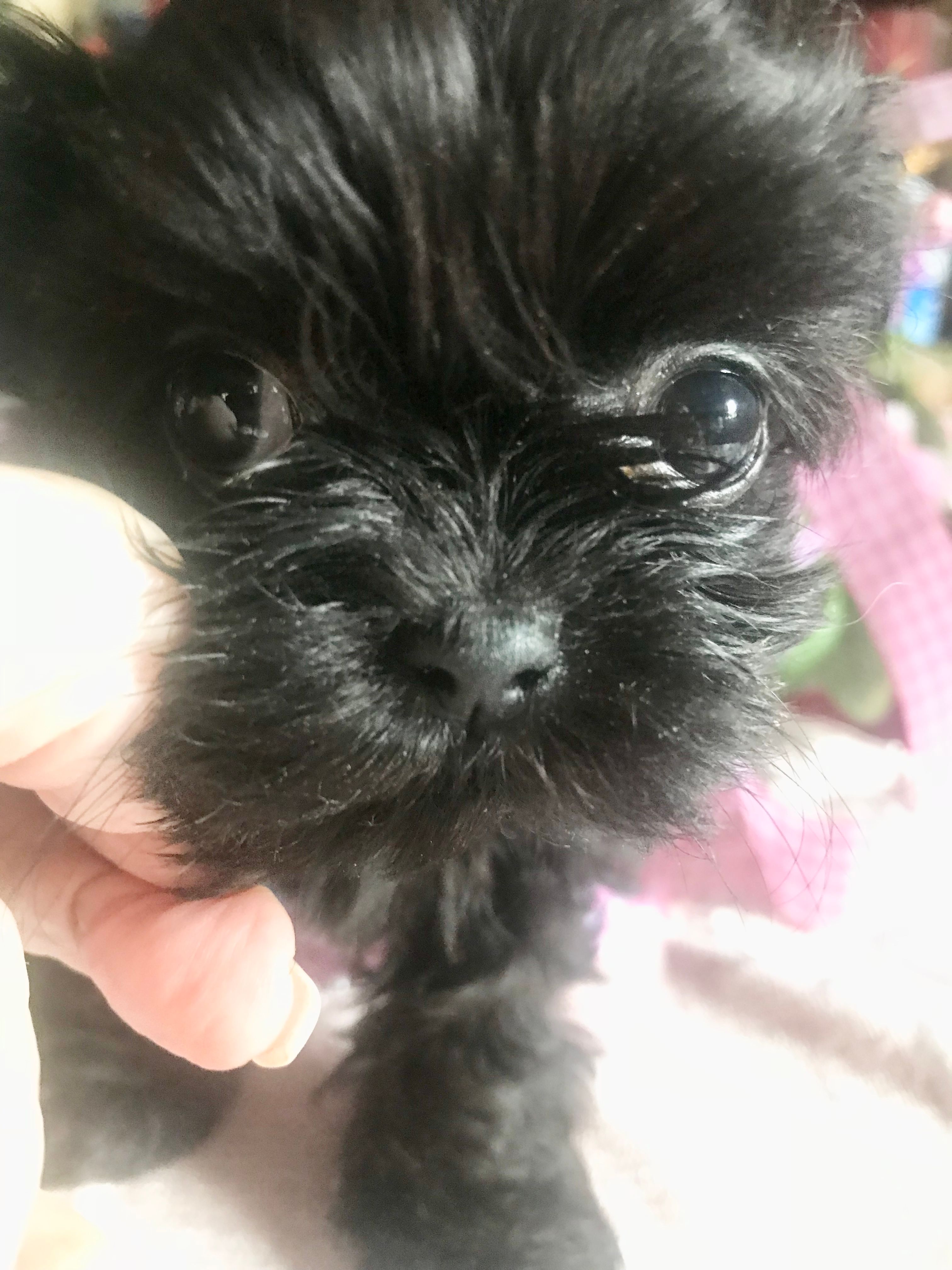 Inkie – Shih Tzu puppy for sale in Kenner, LA