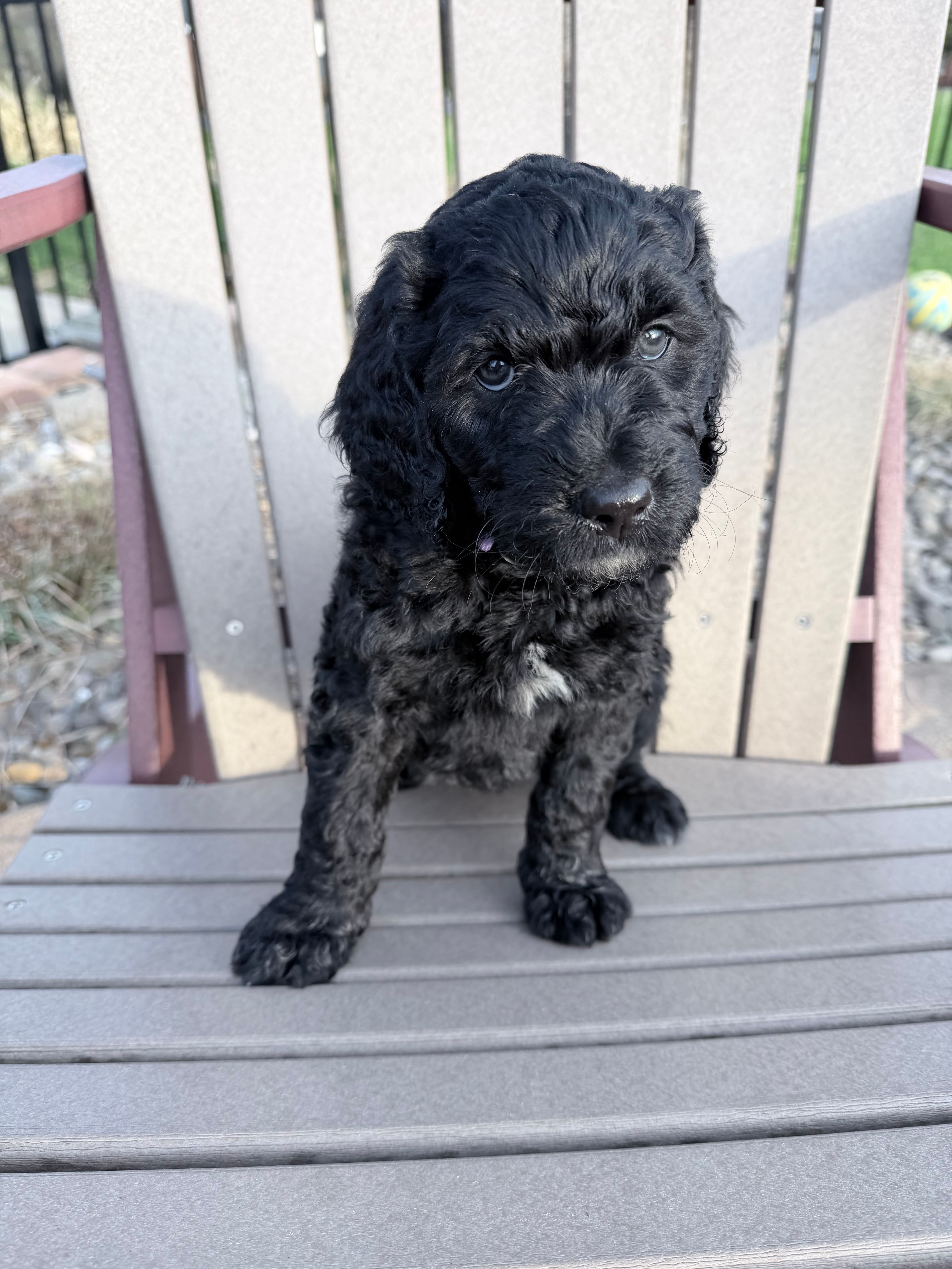 Parker (Purple collar) – Bernedoodle puppy for sale in Bardstown, KY