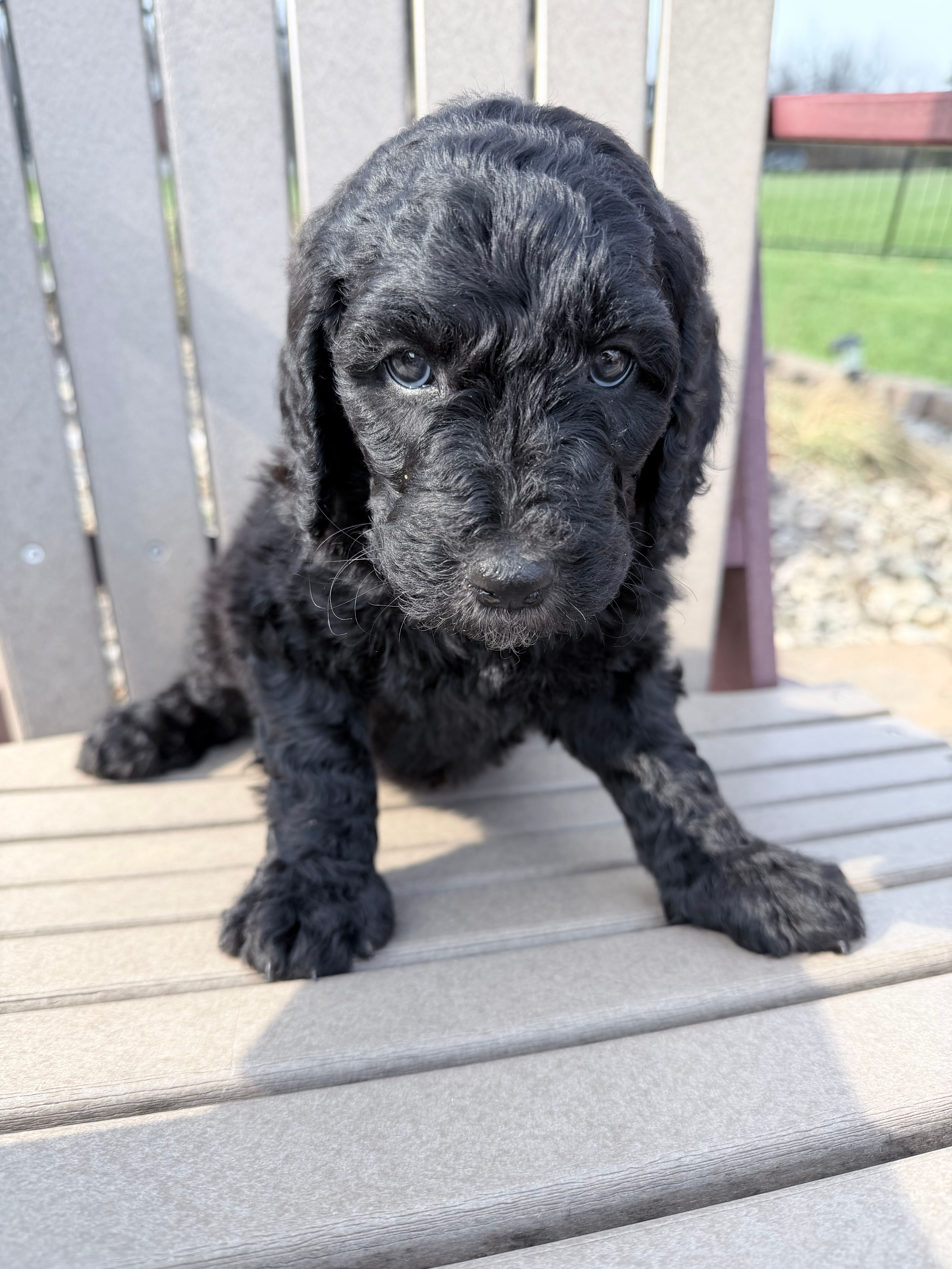 Pippi (Pink Collar) – Bernedoodle puppy for sale in Bardstown, KY