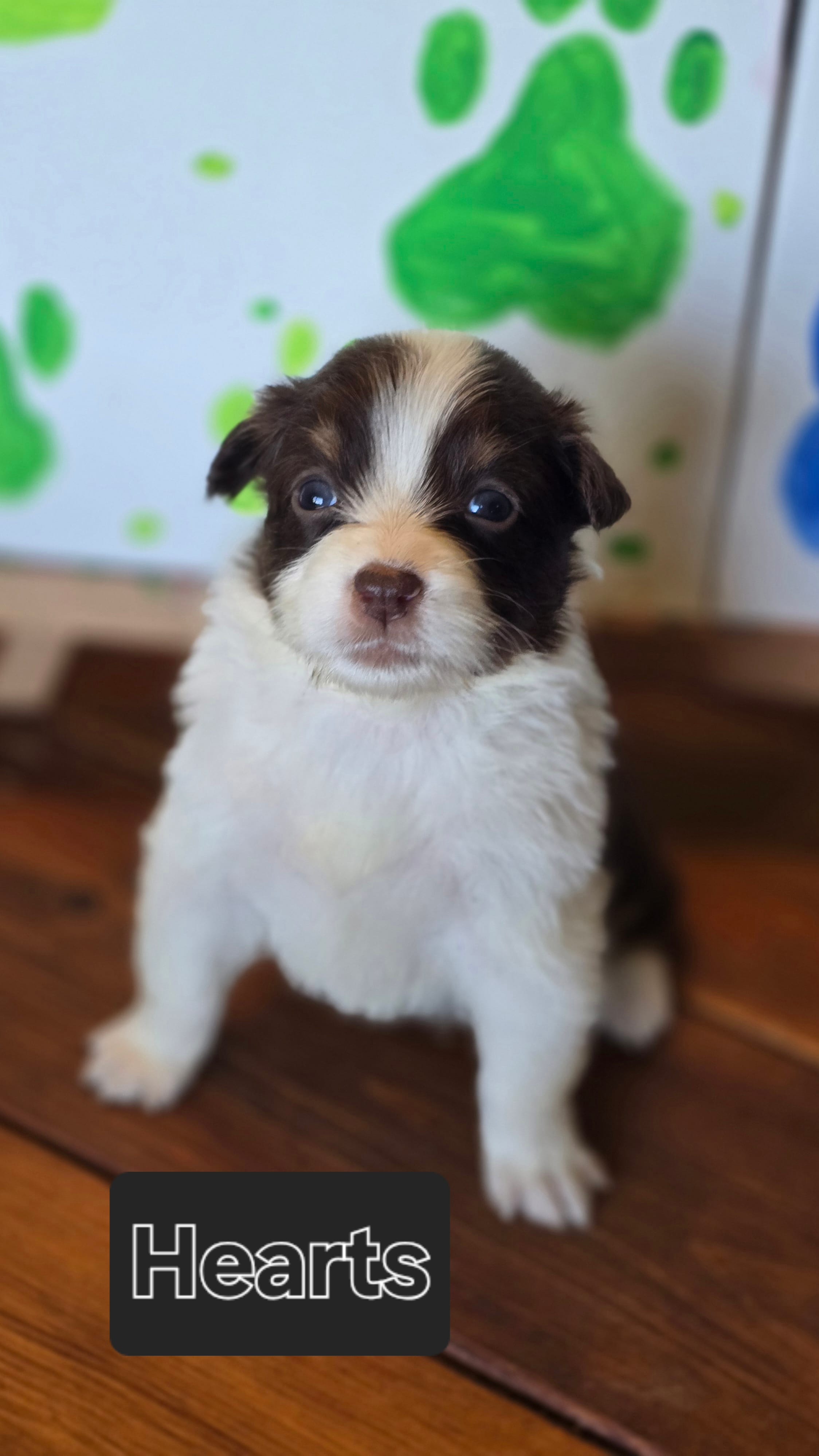 Hearts – Australian Shepherd puppy for sale in Tifton, GA