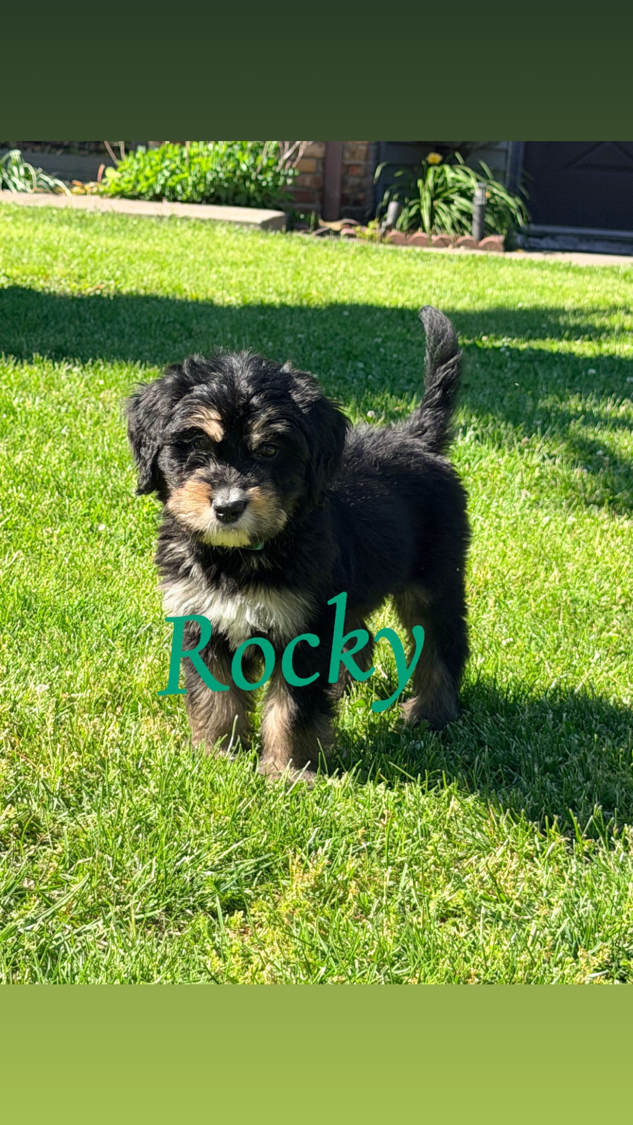 Rocky – Bernedoodle puppy for sale in Marion, IN