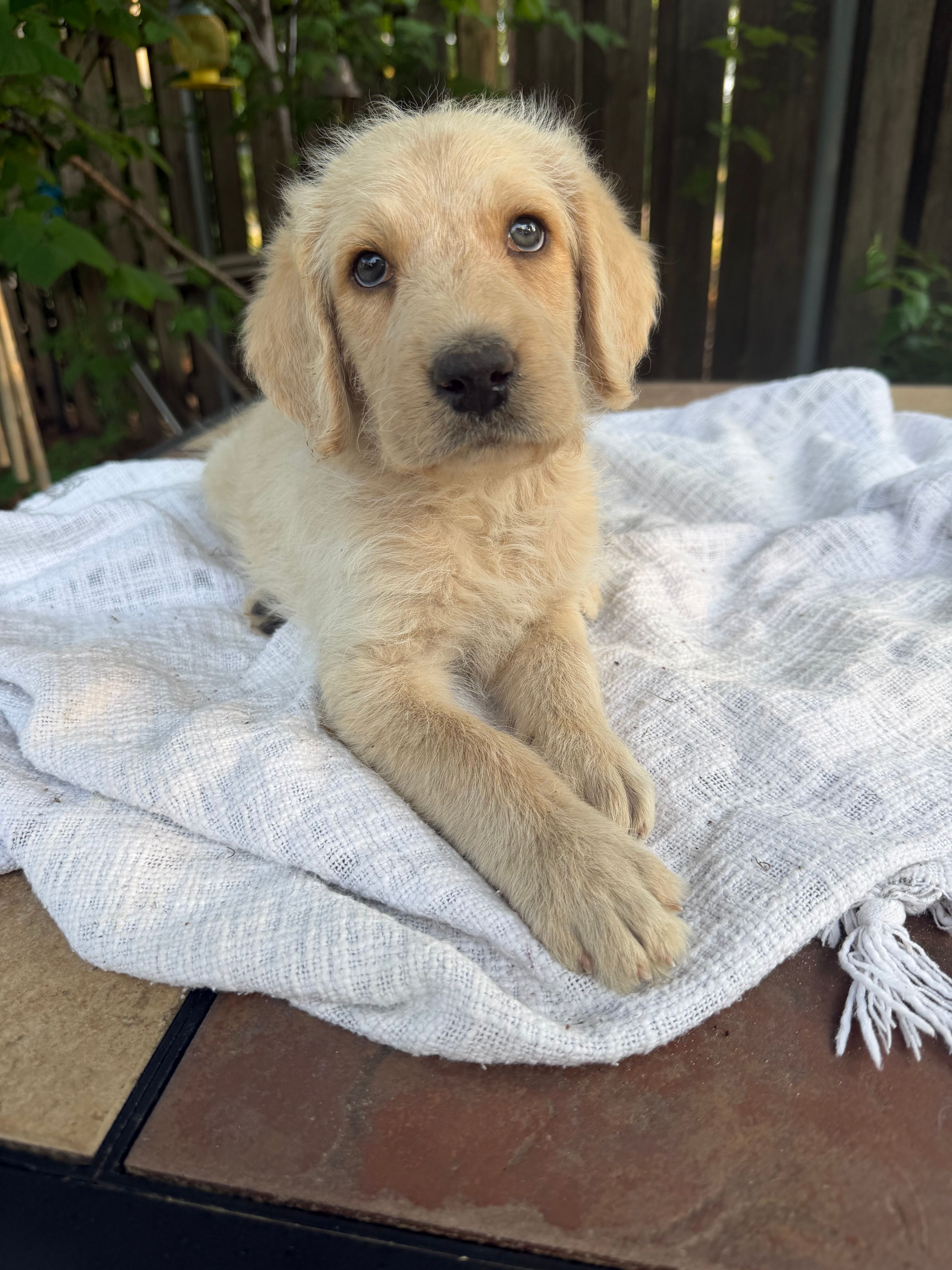 CKC Cream Male 2 – Labradoodle puppy for sale in Savannah, GA