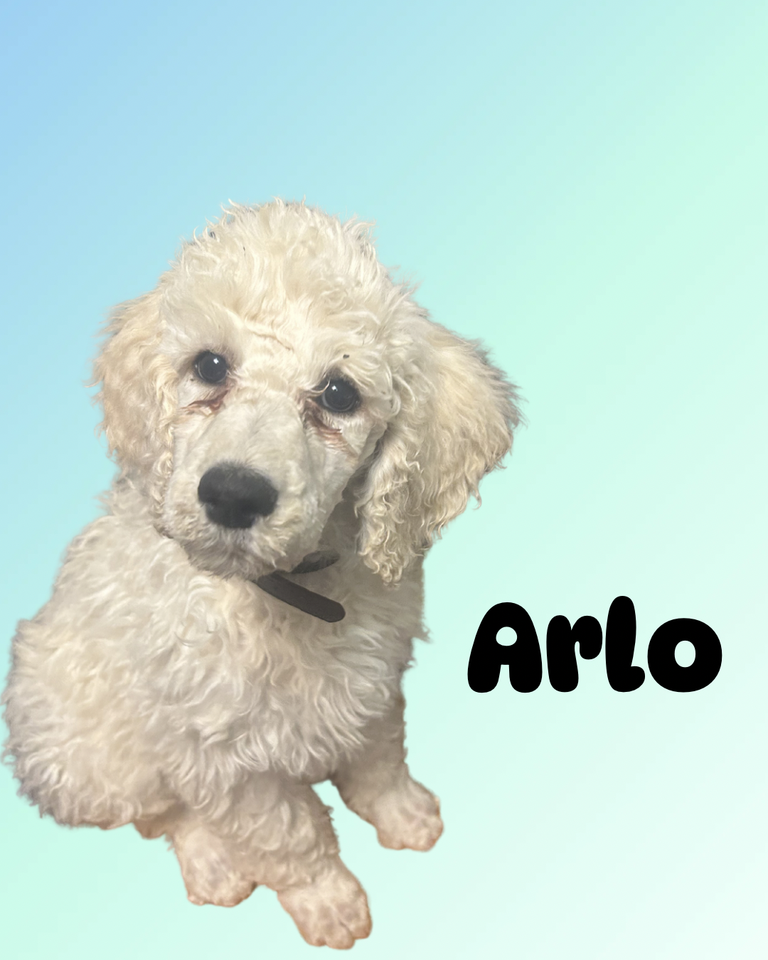 Arlo – Poodle - Standard  puppy for sale in Baltimore, MD