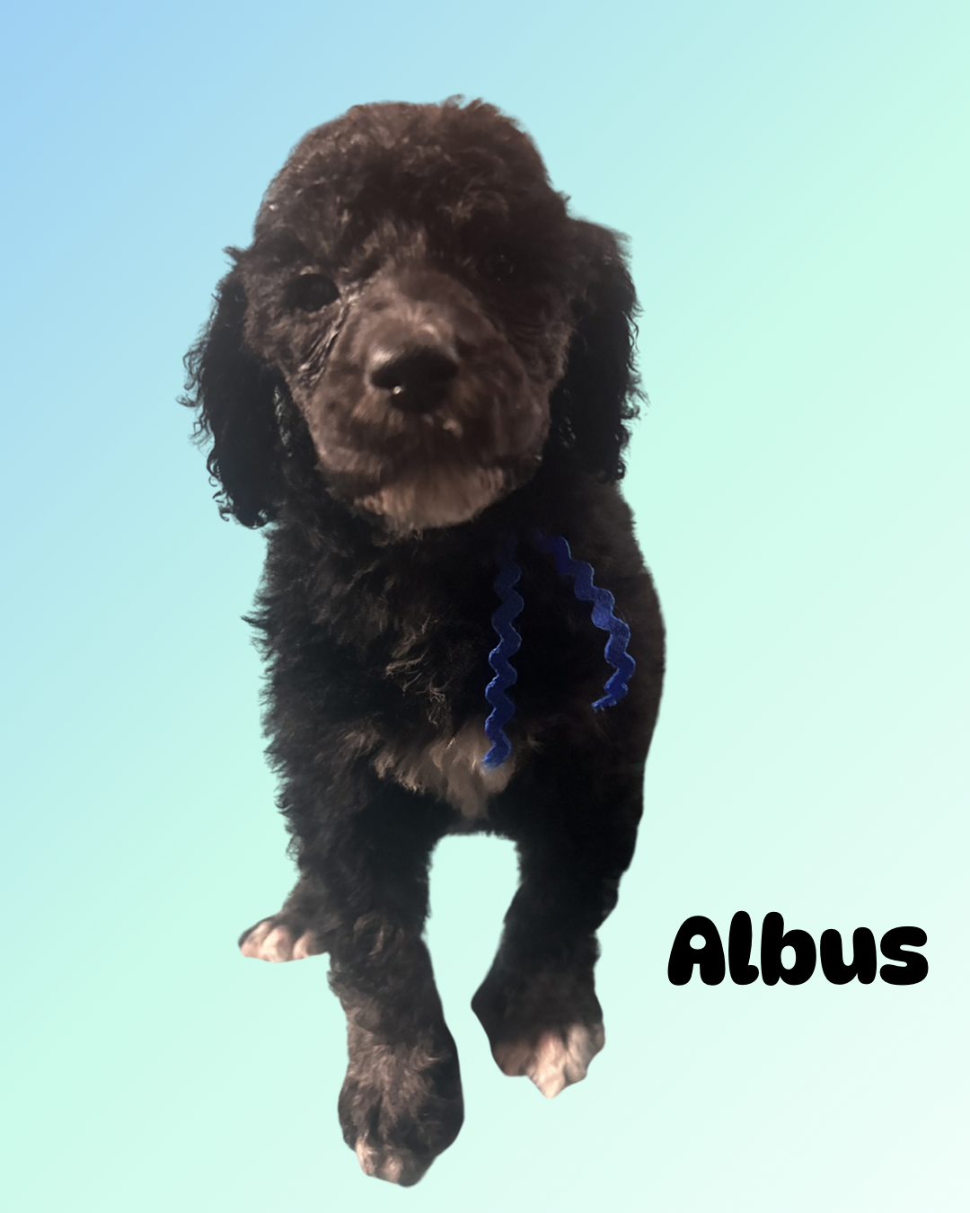 Albus – Poodle - Standard  puppy for sale in Baltimore, MD
