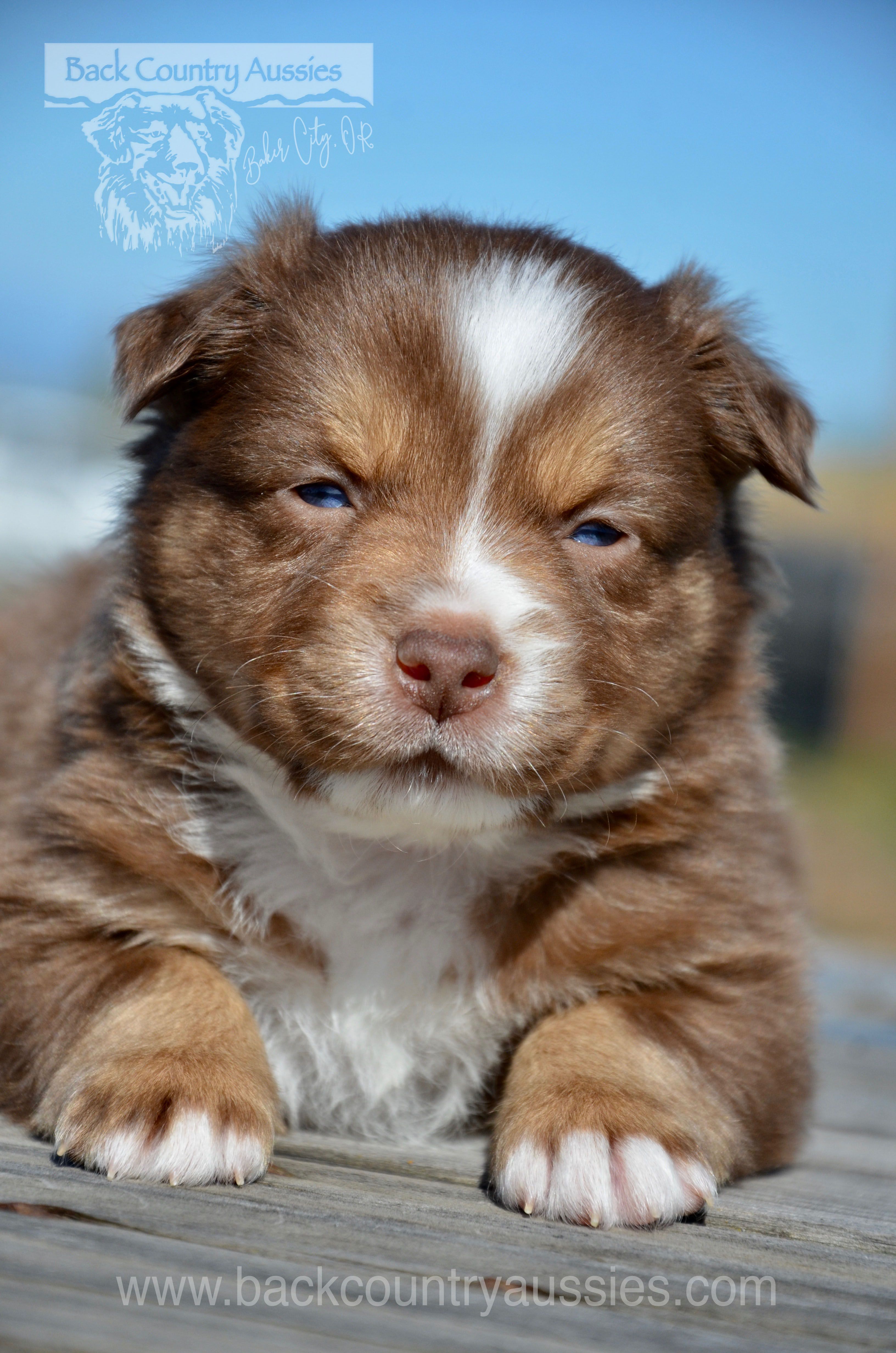 RTF-4 – Miniature Australian Shepherd puppy for sale in Baker City, OR