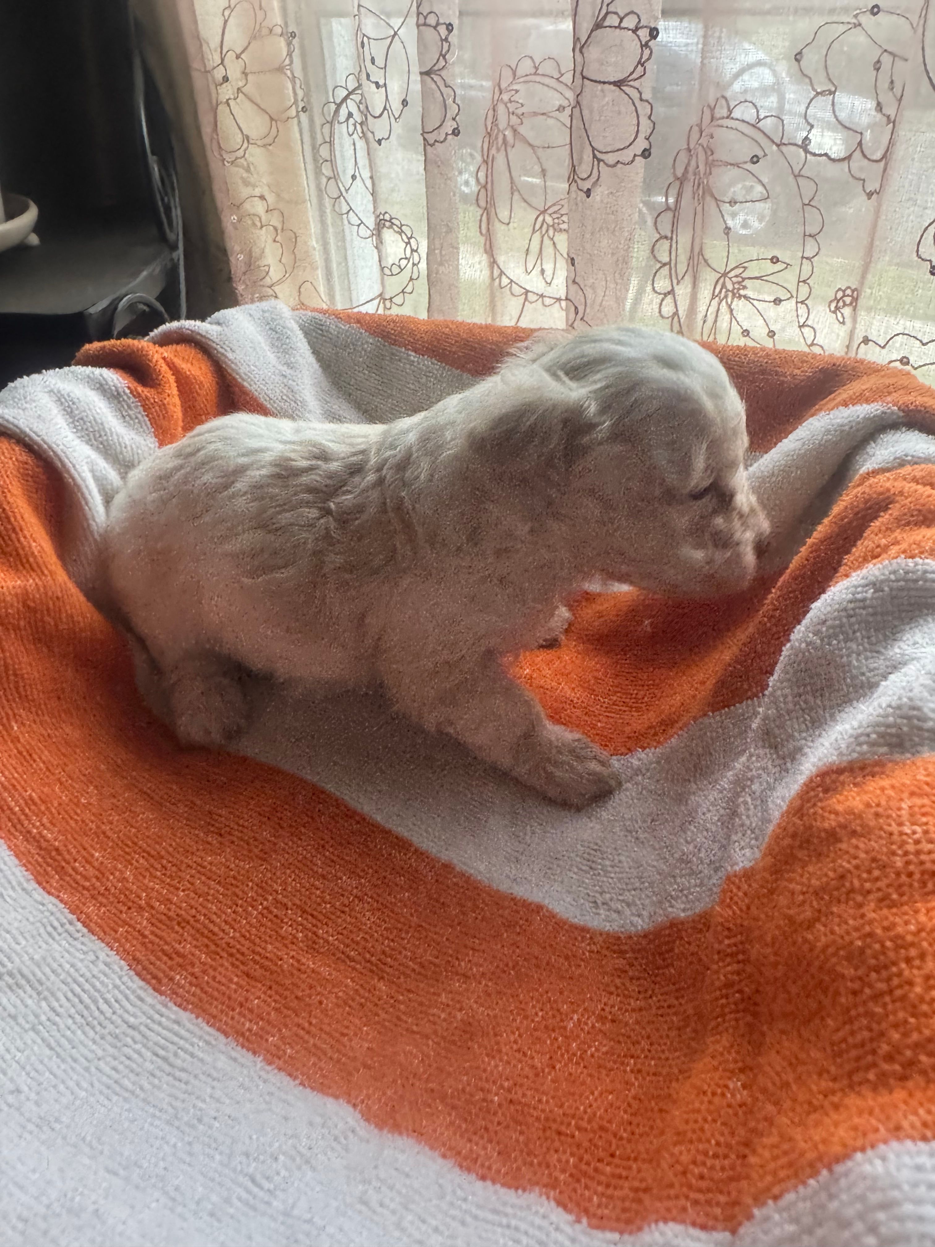 Dezi  – Maltipoo puppy for sale in Adrian, MI