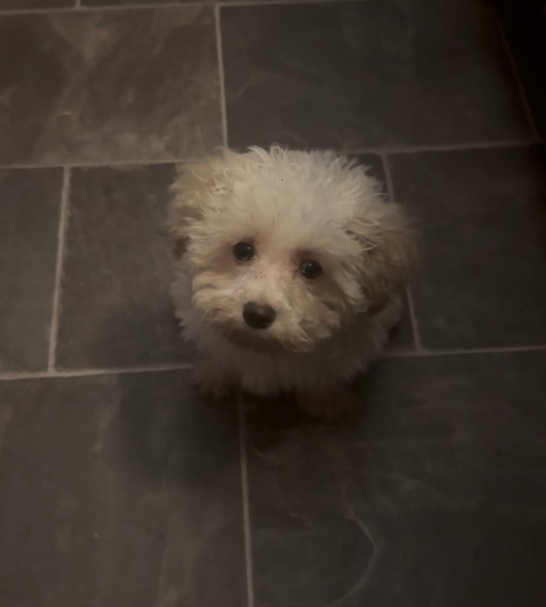 Dezi  – Poodle - Toy  puppy for sale in Adrian, MI