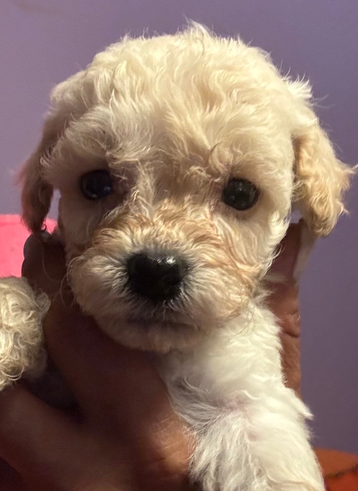 Tino  – Poodle - Toy  puppy for sale in Adrian, MI