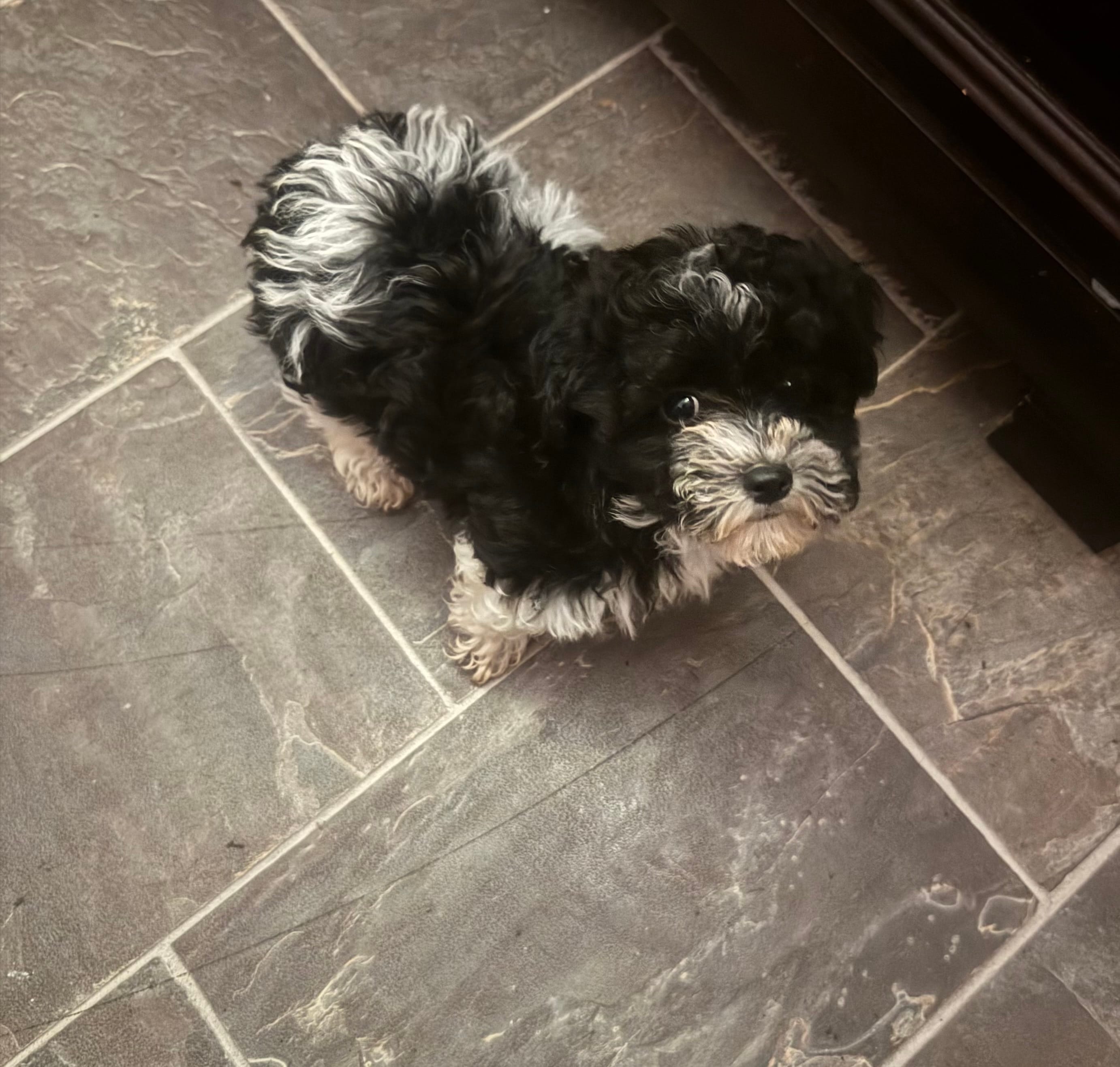 Oreo – Poodle - Toy  puppy for sale in Adrian, MI