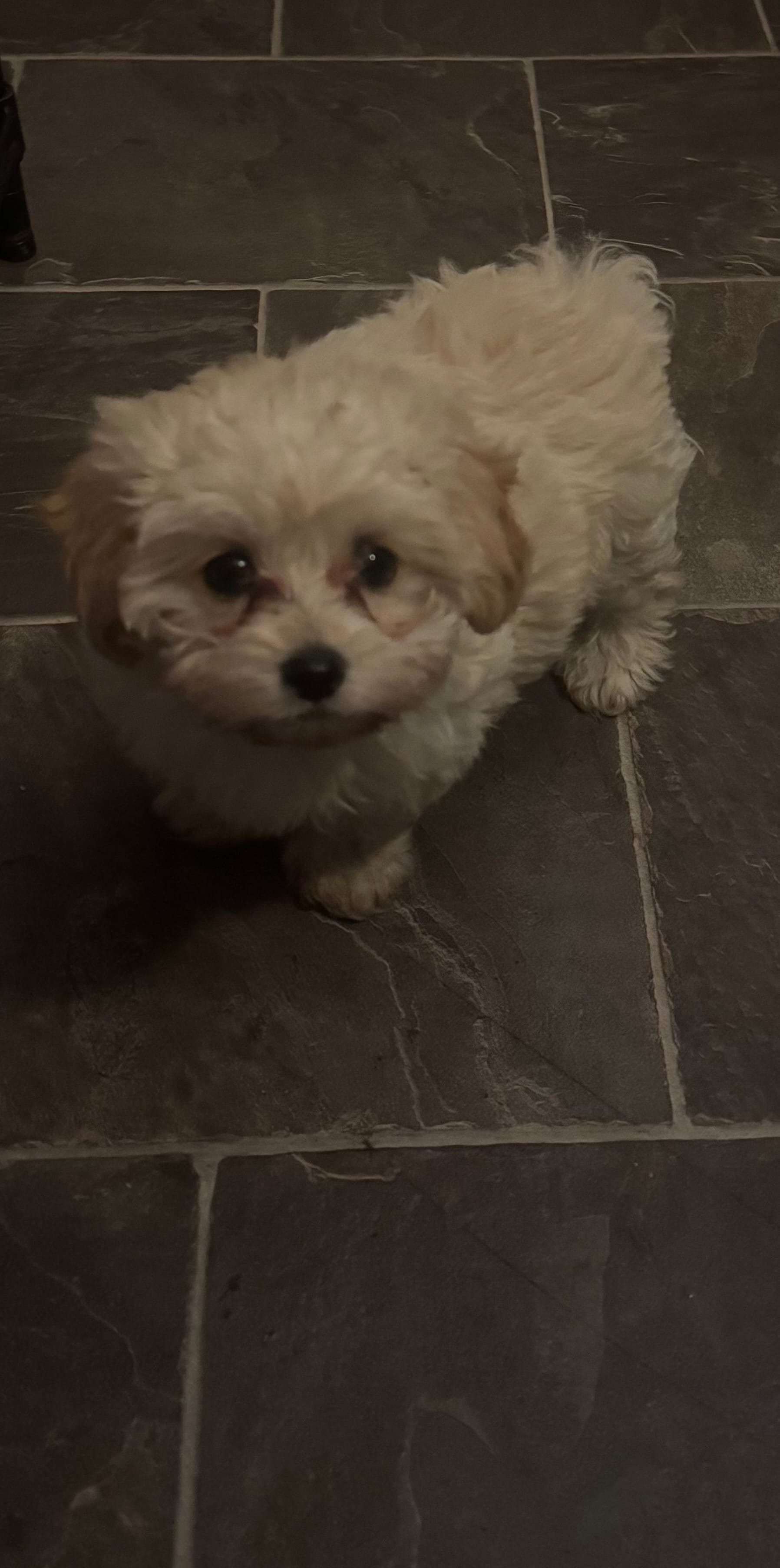 Peaches  – Maltipoo puppy for sale in Adrian, MI