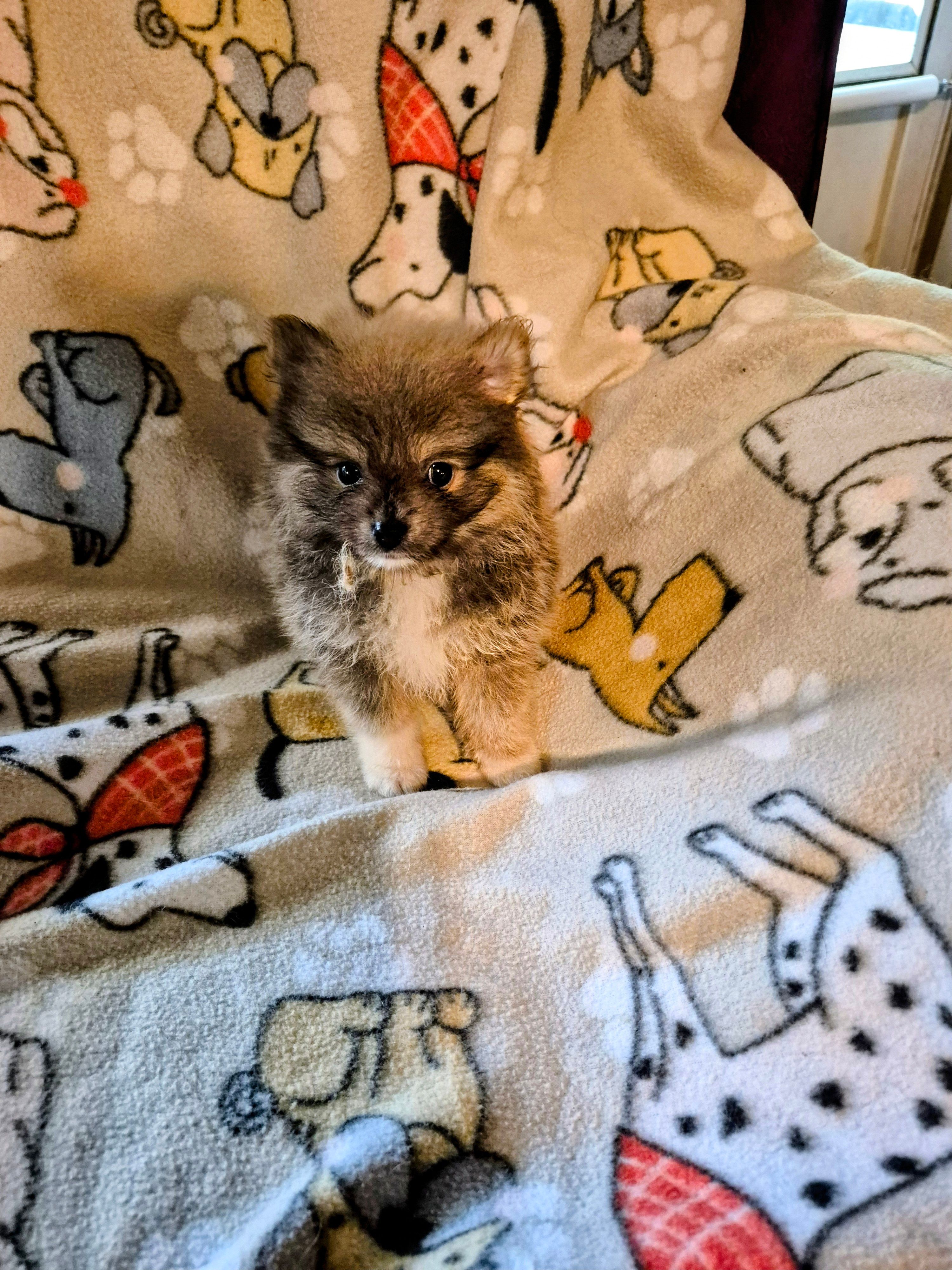 Baby Blue – Pomeranian puppy for sale in Marlin, TX