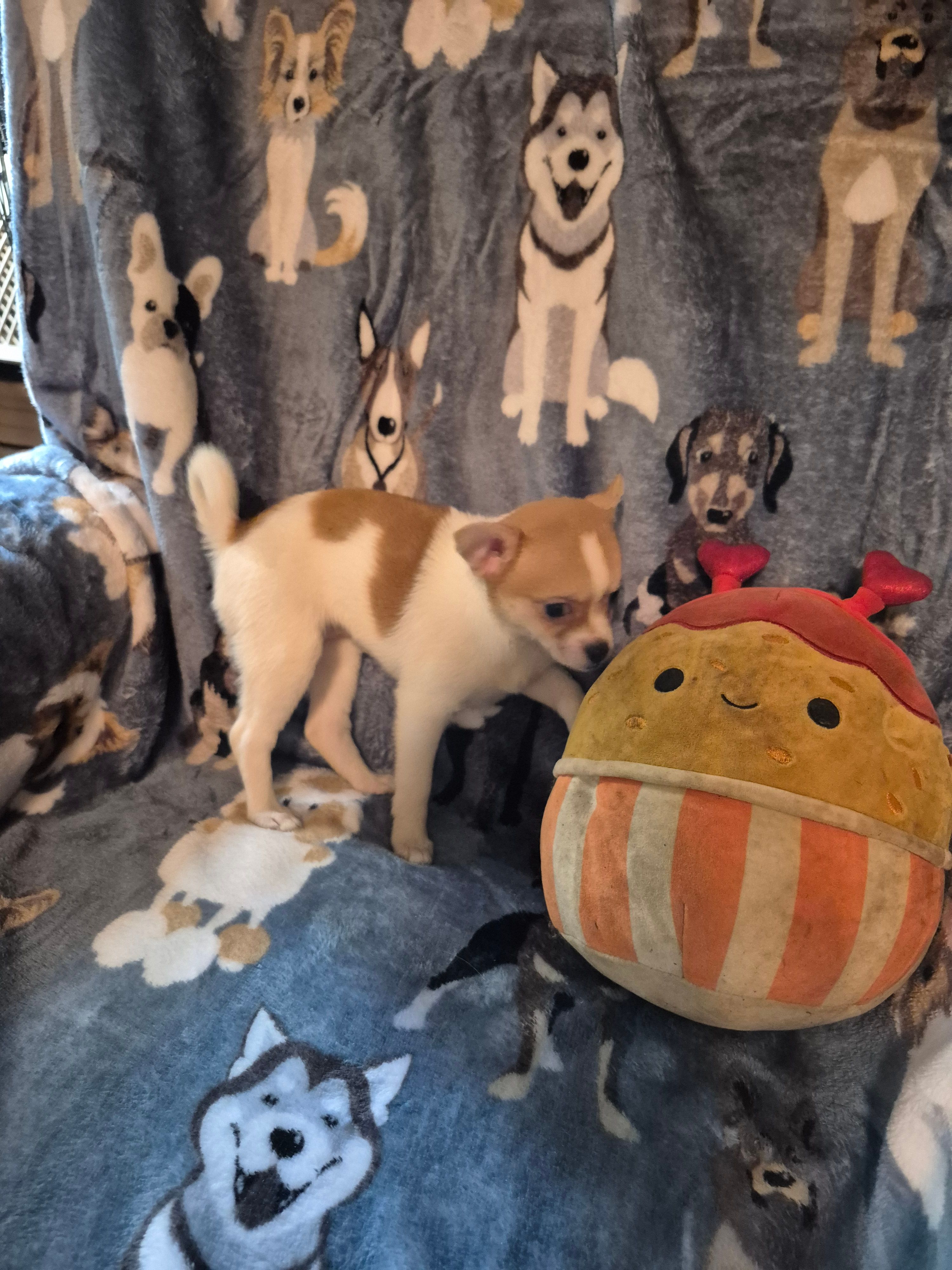 Poppy – Chihuahua, Pomeranian puppy for sale in Marlin, TX