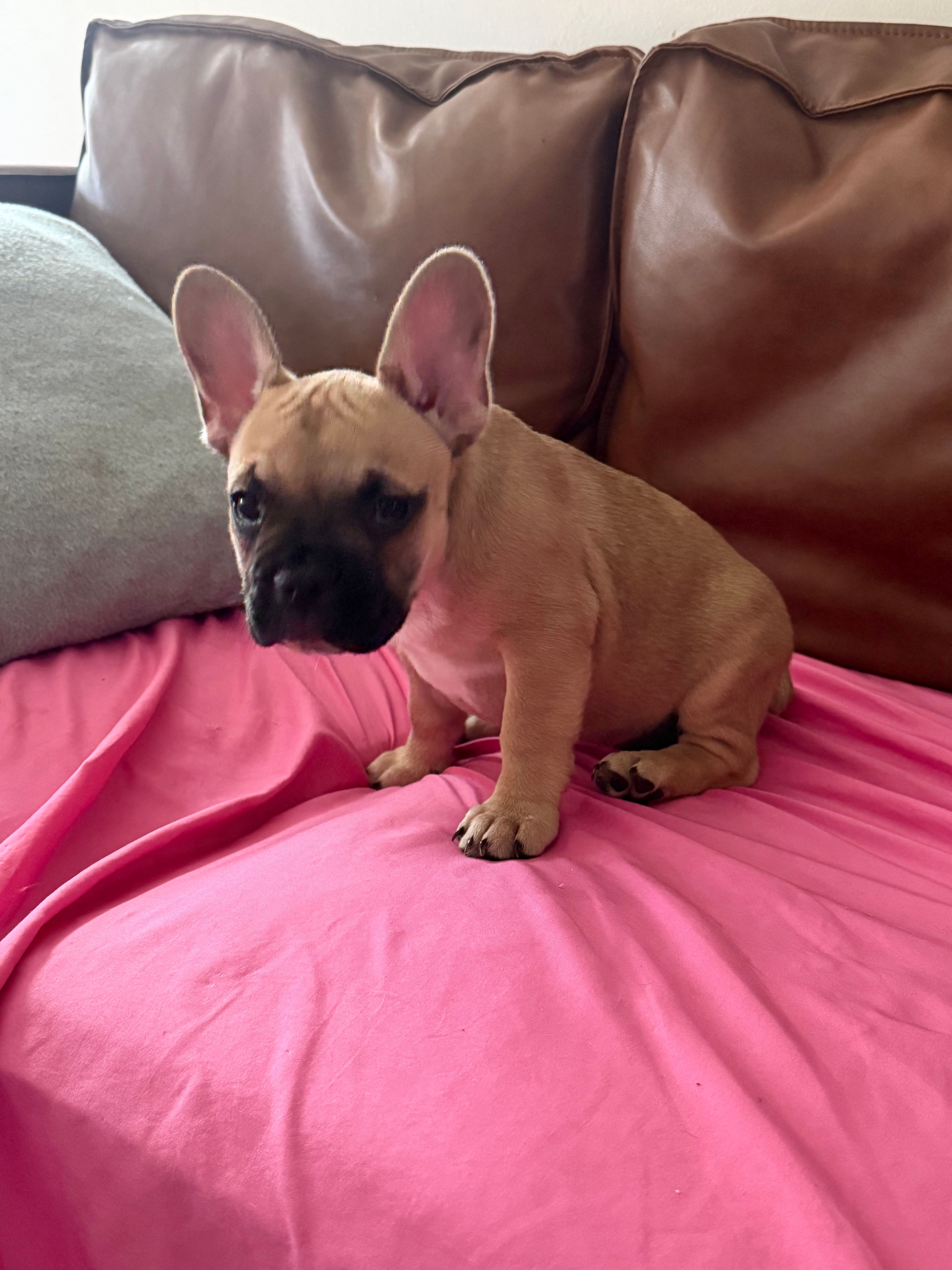 Lucy – Frenchton puppy for sale in Defuniak Springs, FL