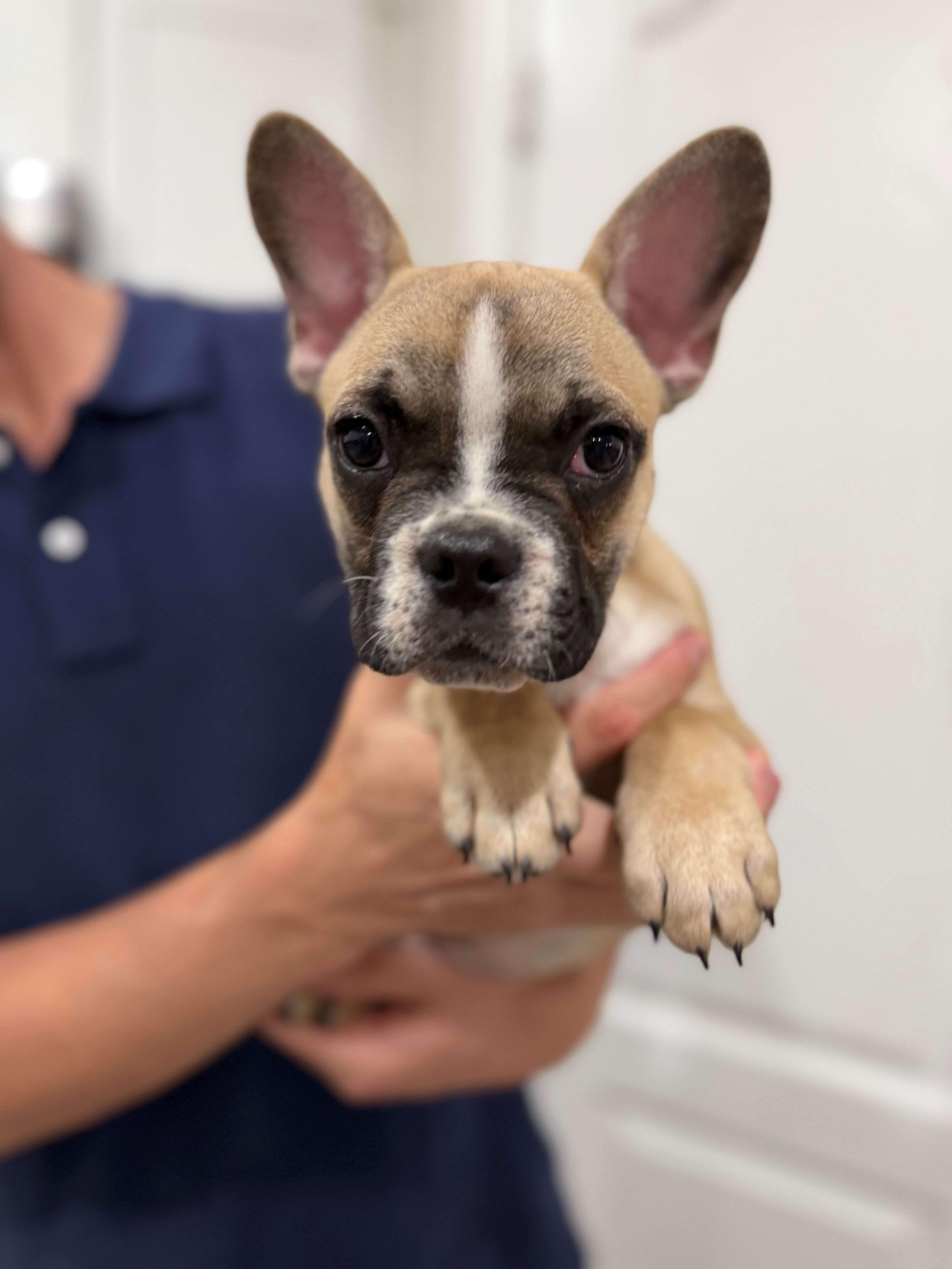 Tucker – Frenchton puppy for sale in Defuniak Springs, FL
