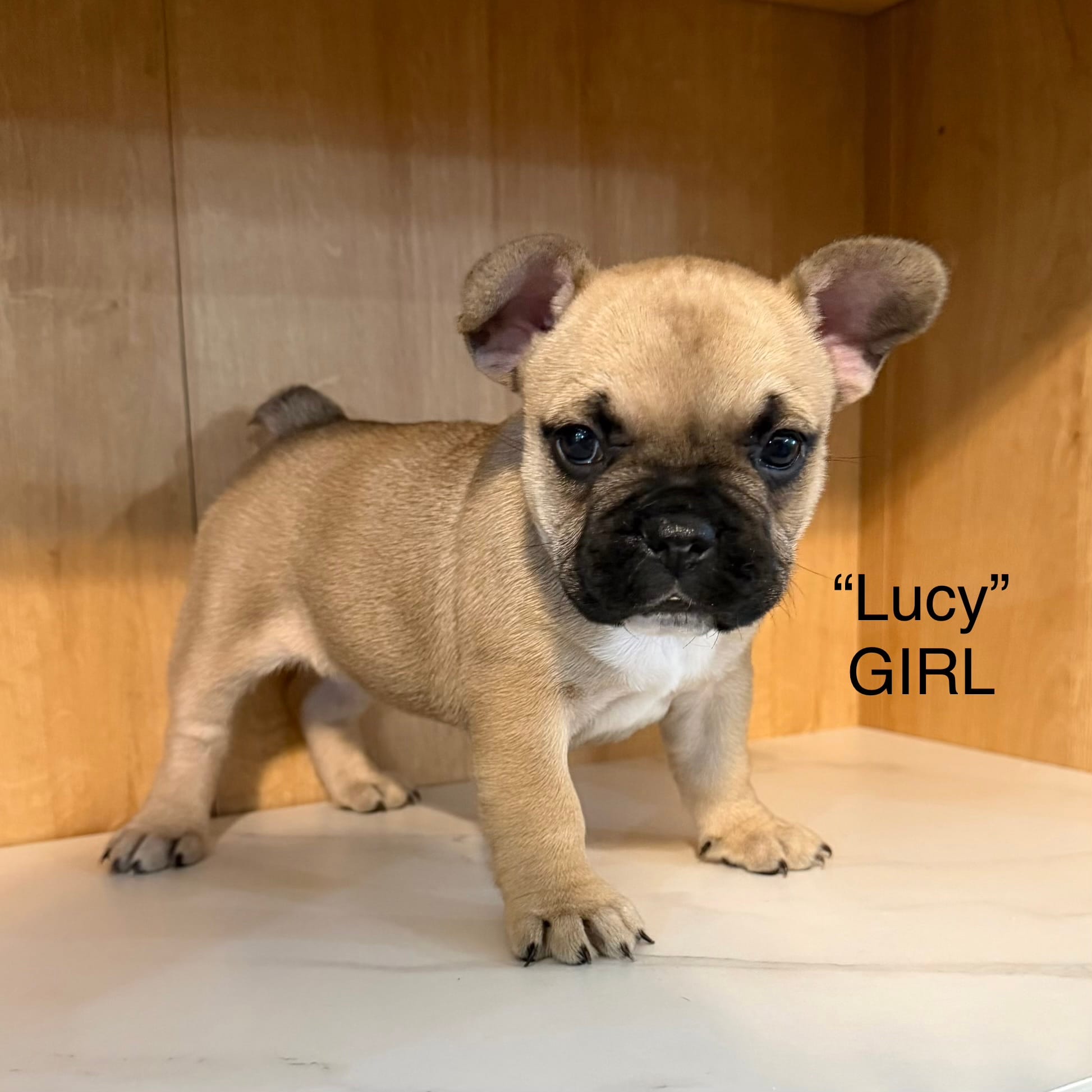 Lucy – Frenchton puppy for sale in Defuniak Springs, FL