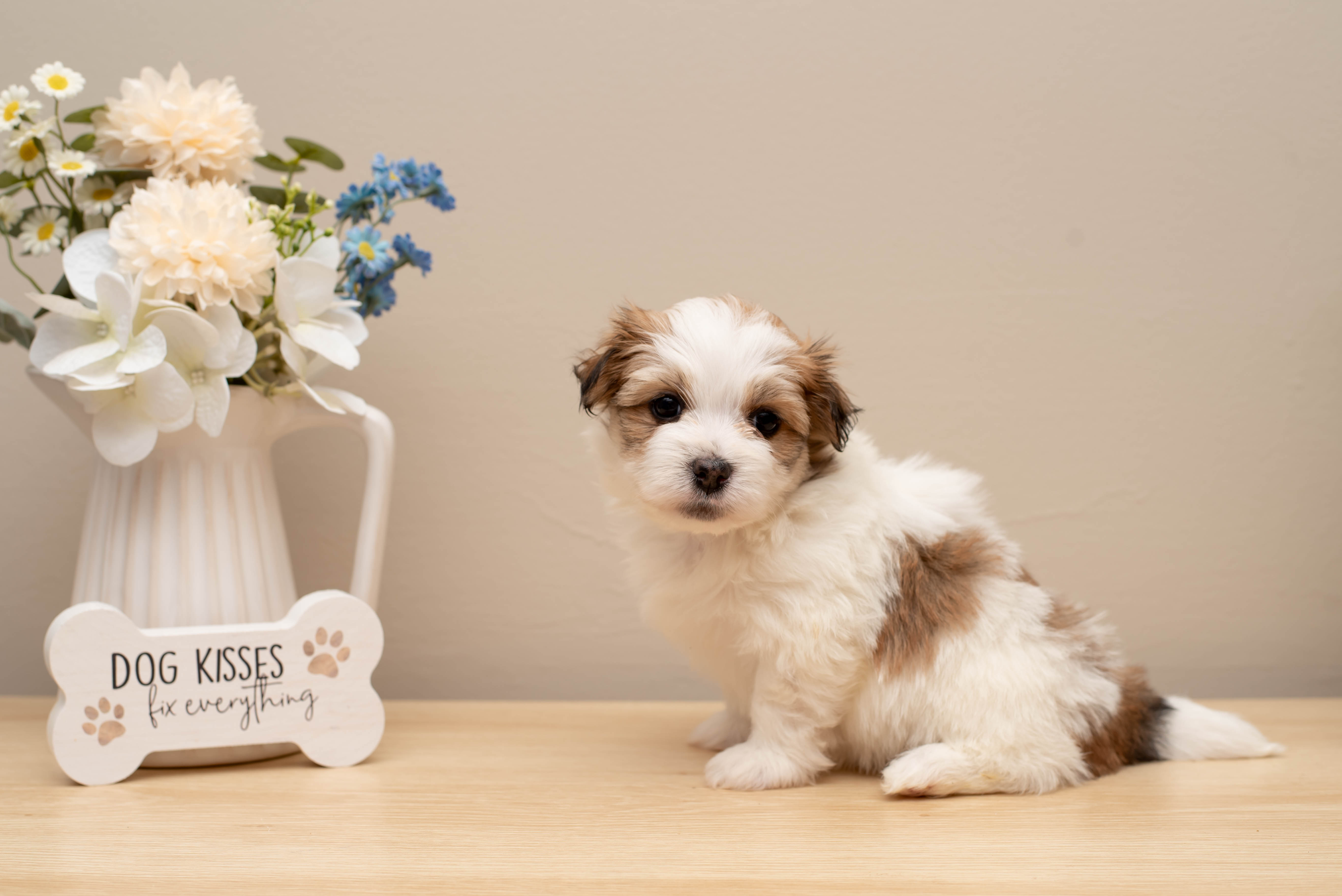 Gracie – Havanese puppy for sale in North Lawrence, OH