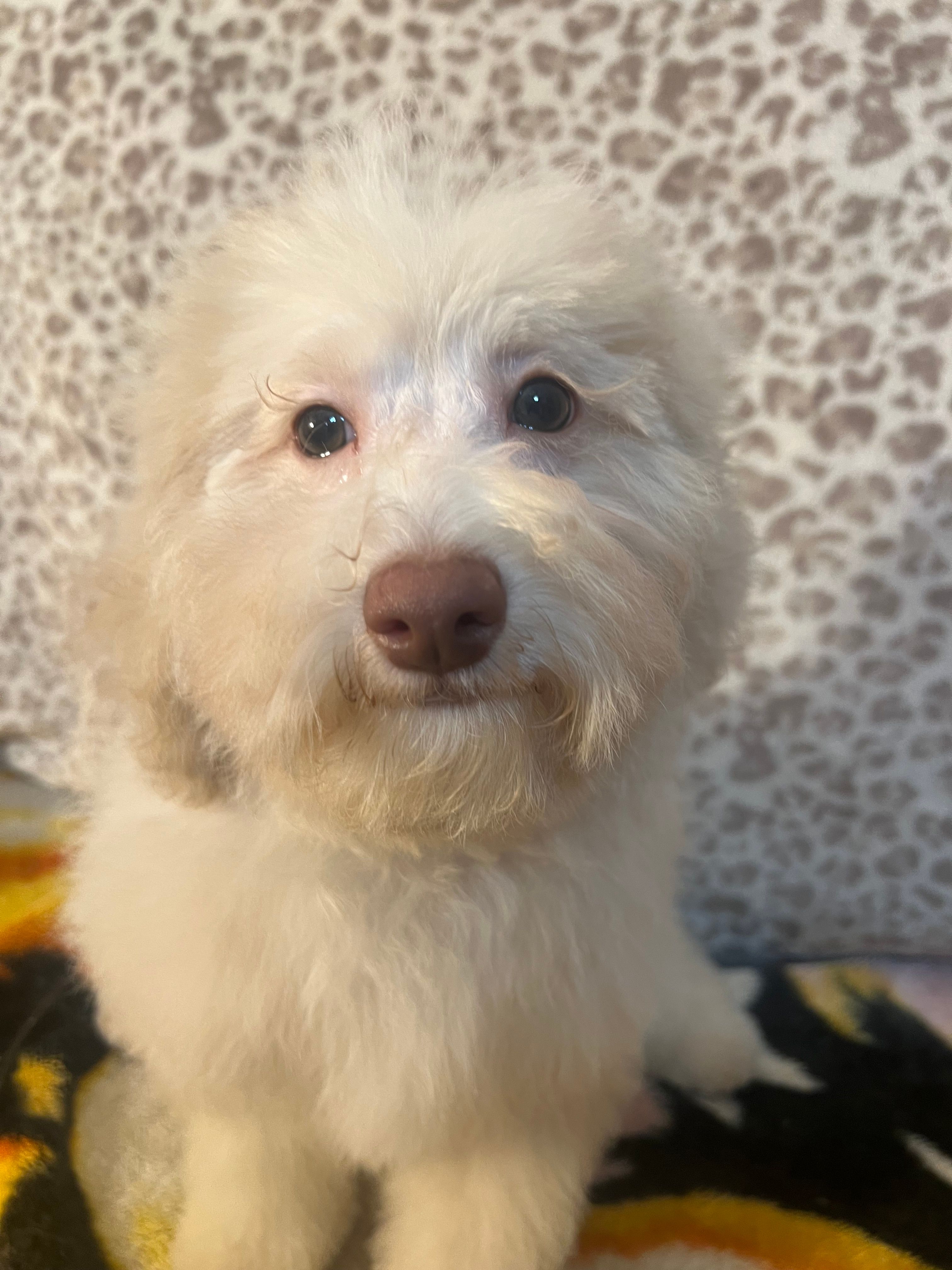 FIRE – Poodle - Miniature  puppy for sale in Houston, TX