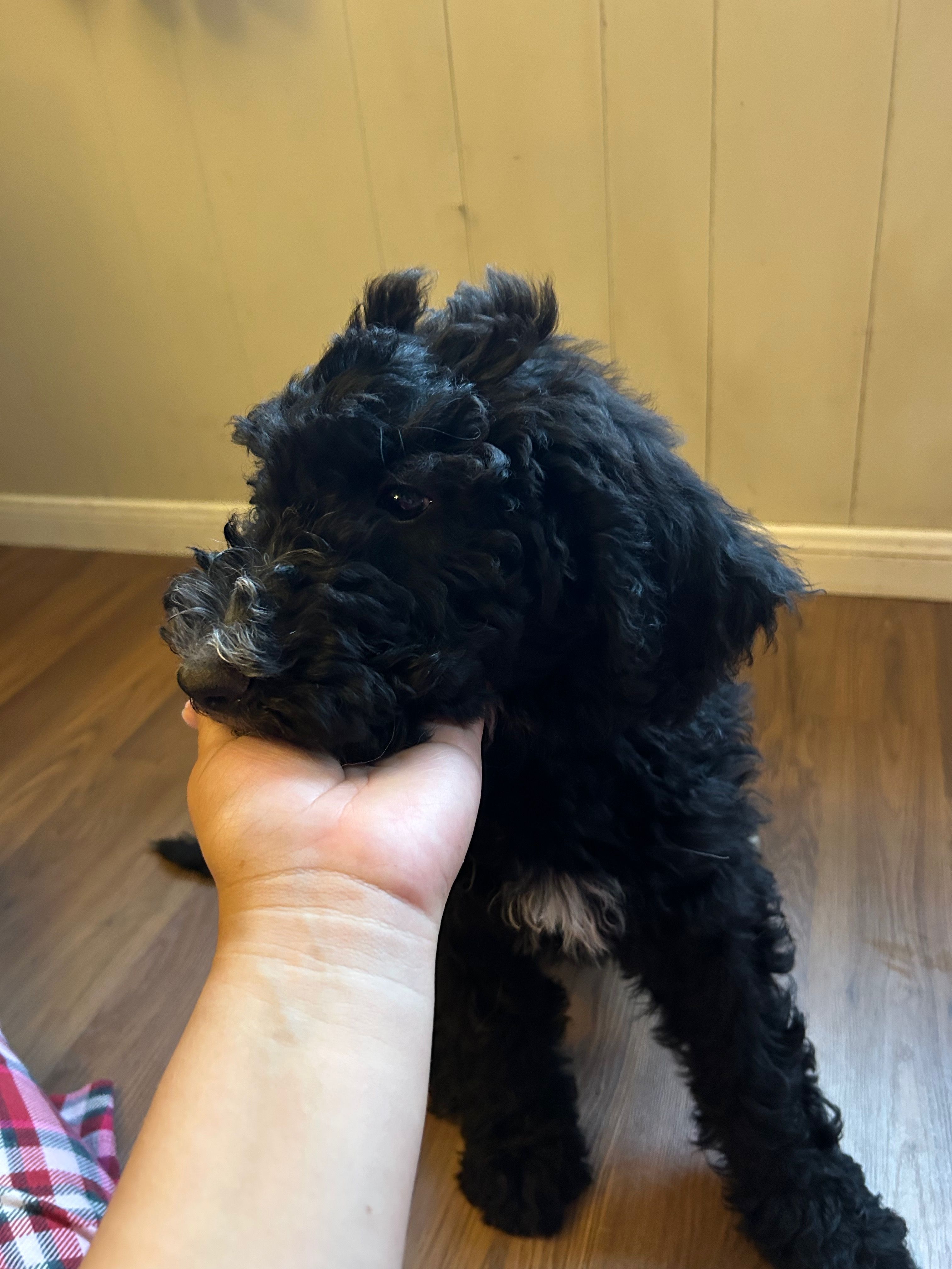 White – Bernedoodle puppy for sale in Utopia, TX