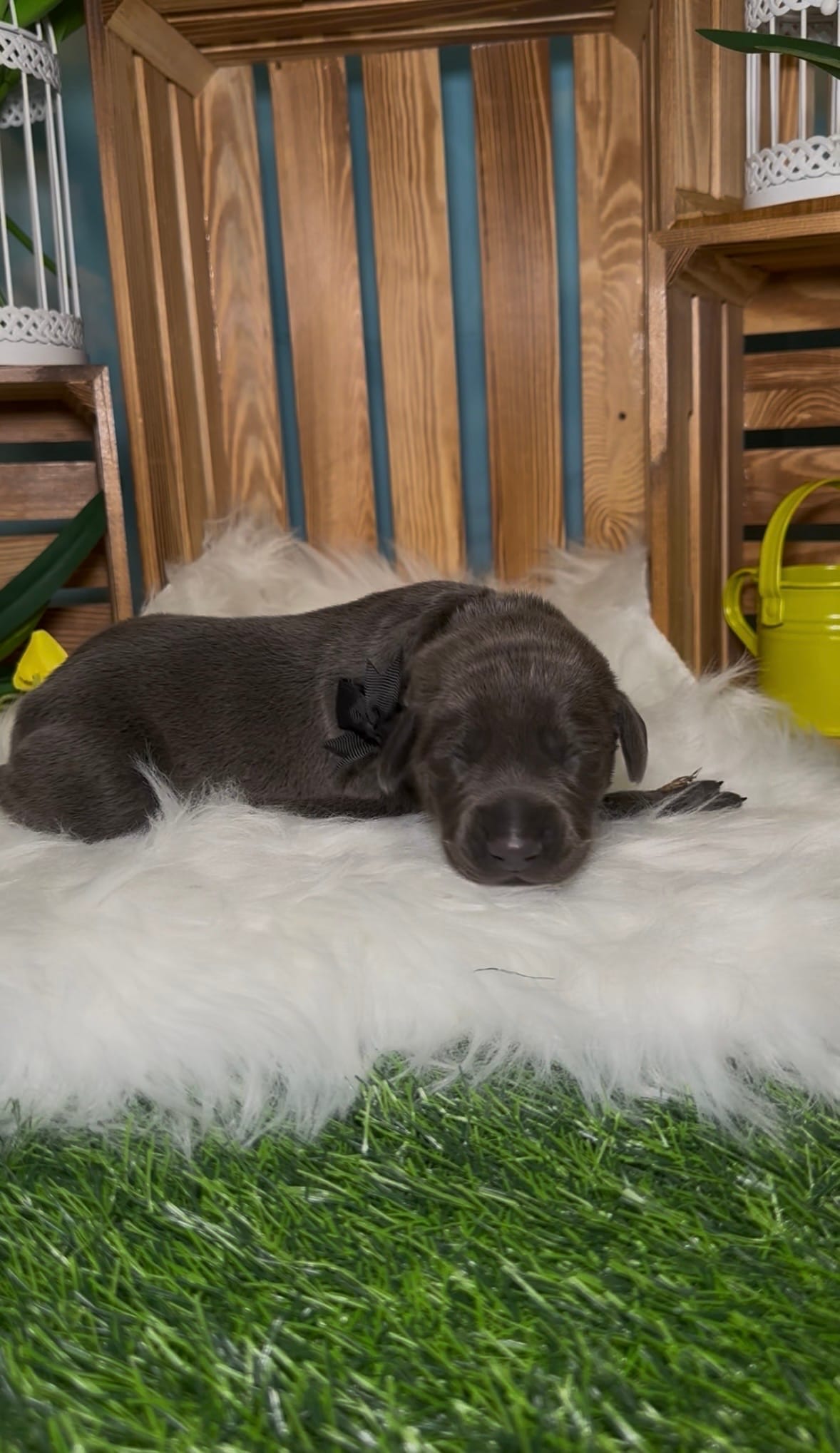 Buzz 🐝  – Doberman Pinscher puppy for sale in Richmond, VA