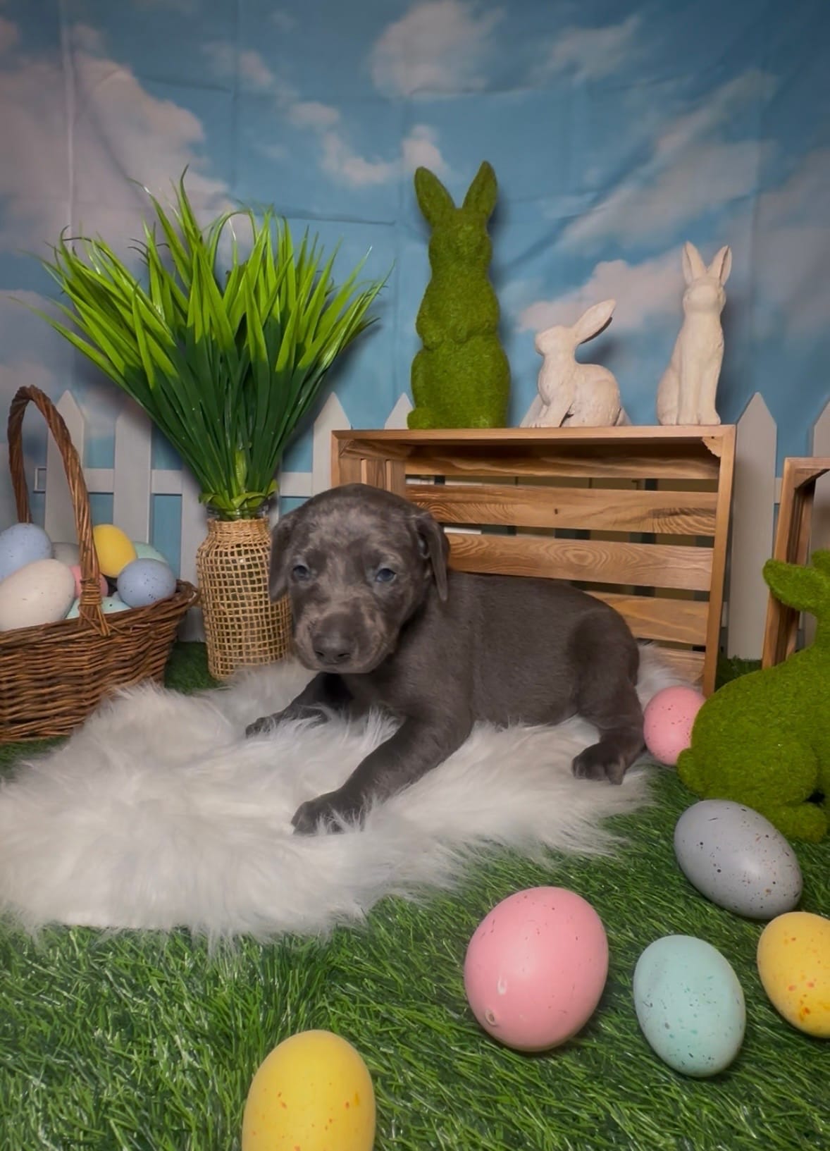 Buzz 🐝  – Doberman Pinscher puppy for sale in Richmond, VA