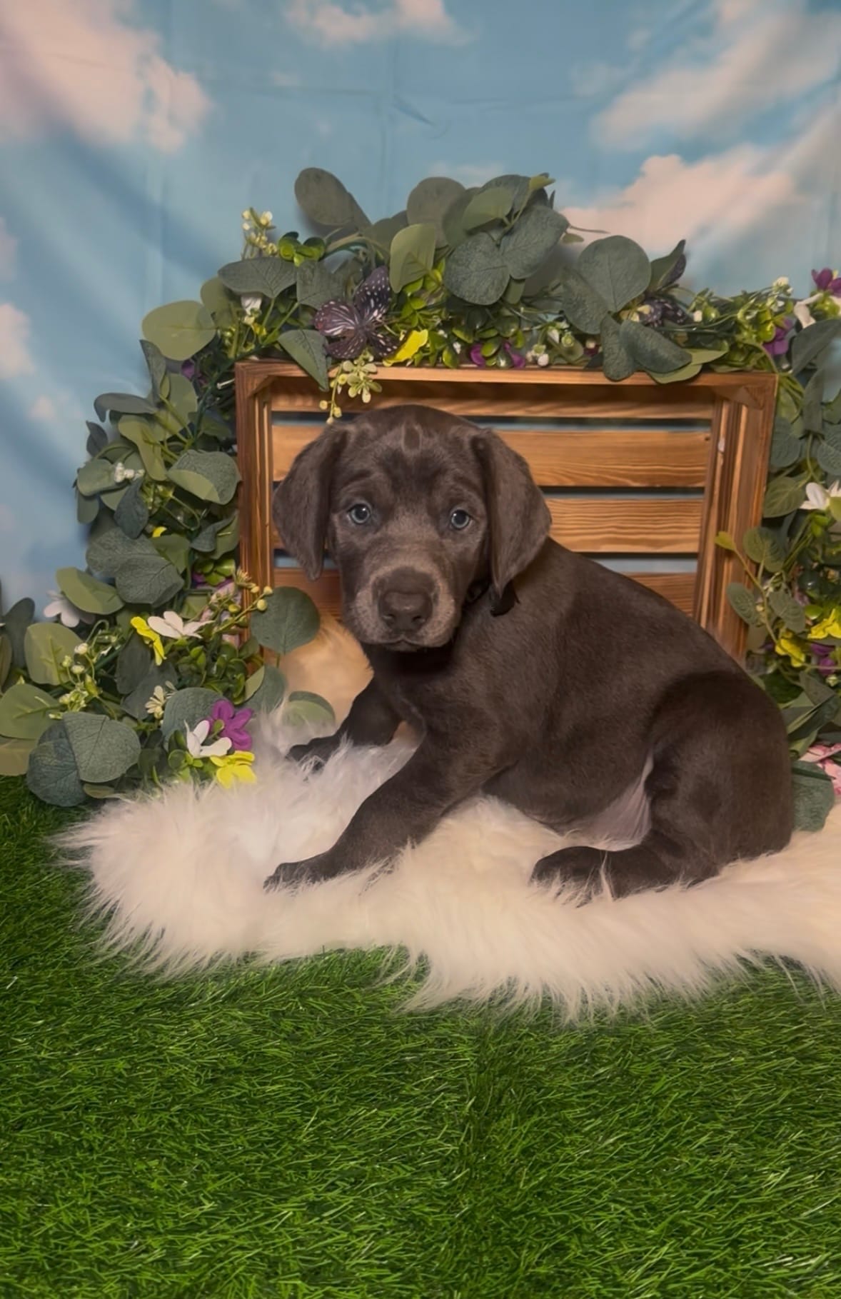 Buzz 🐝 AKC – Doberman Pinscher puppy for sale in Richmond, VA