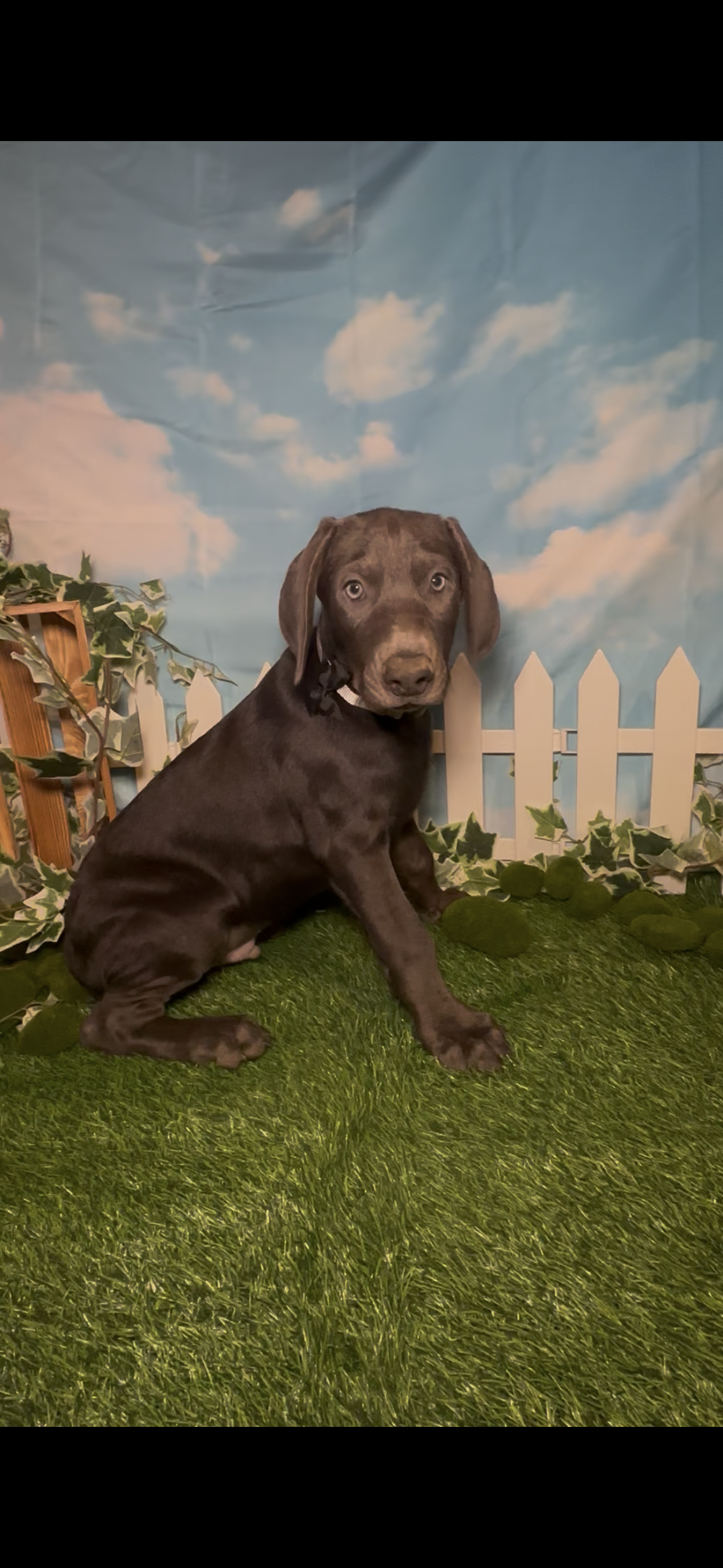 Buzz 🐝 AKC – Doberman Pinscher puppy for sale in Richmond, VA