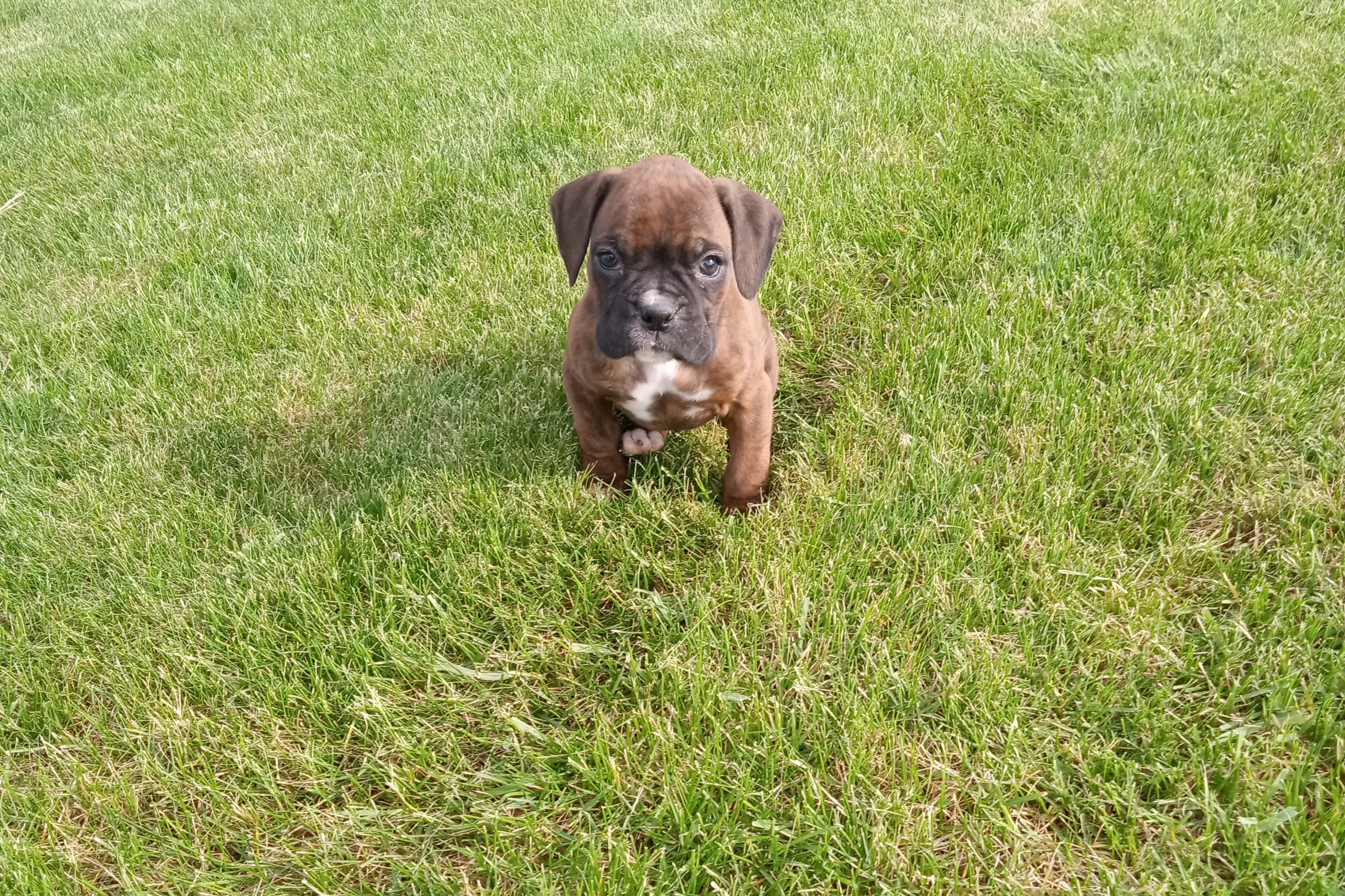 Trixie  – Boxer puppy for sale in Grabill, IN