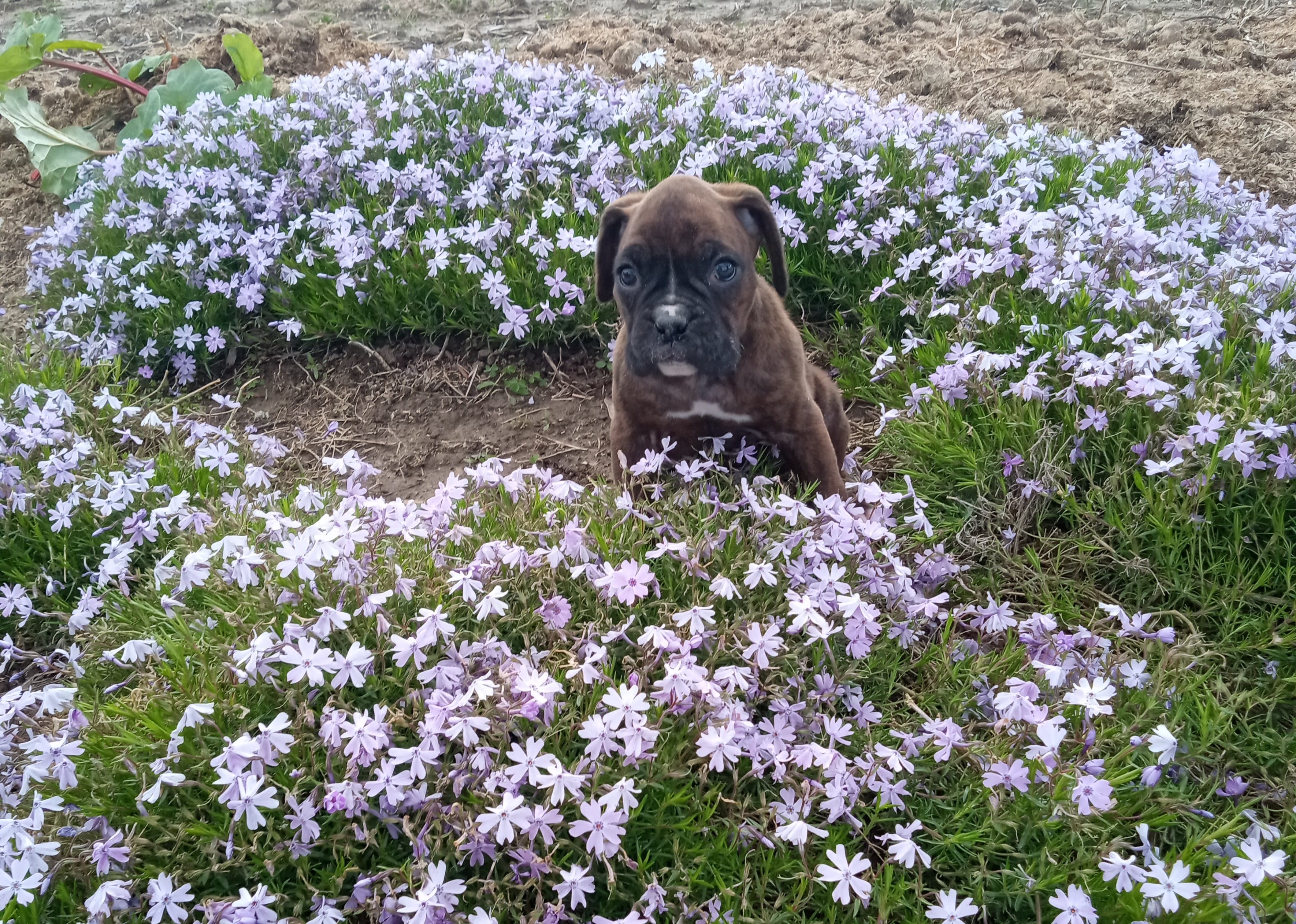Daisy  – Boxer puppy for sale in Grabill, IN