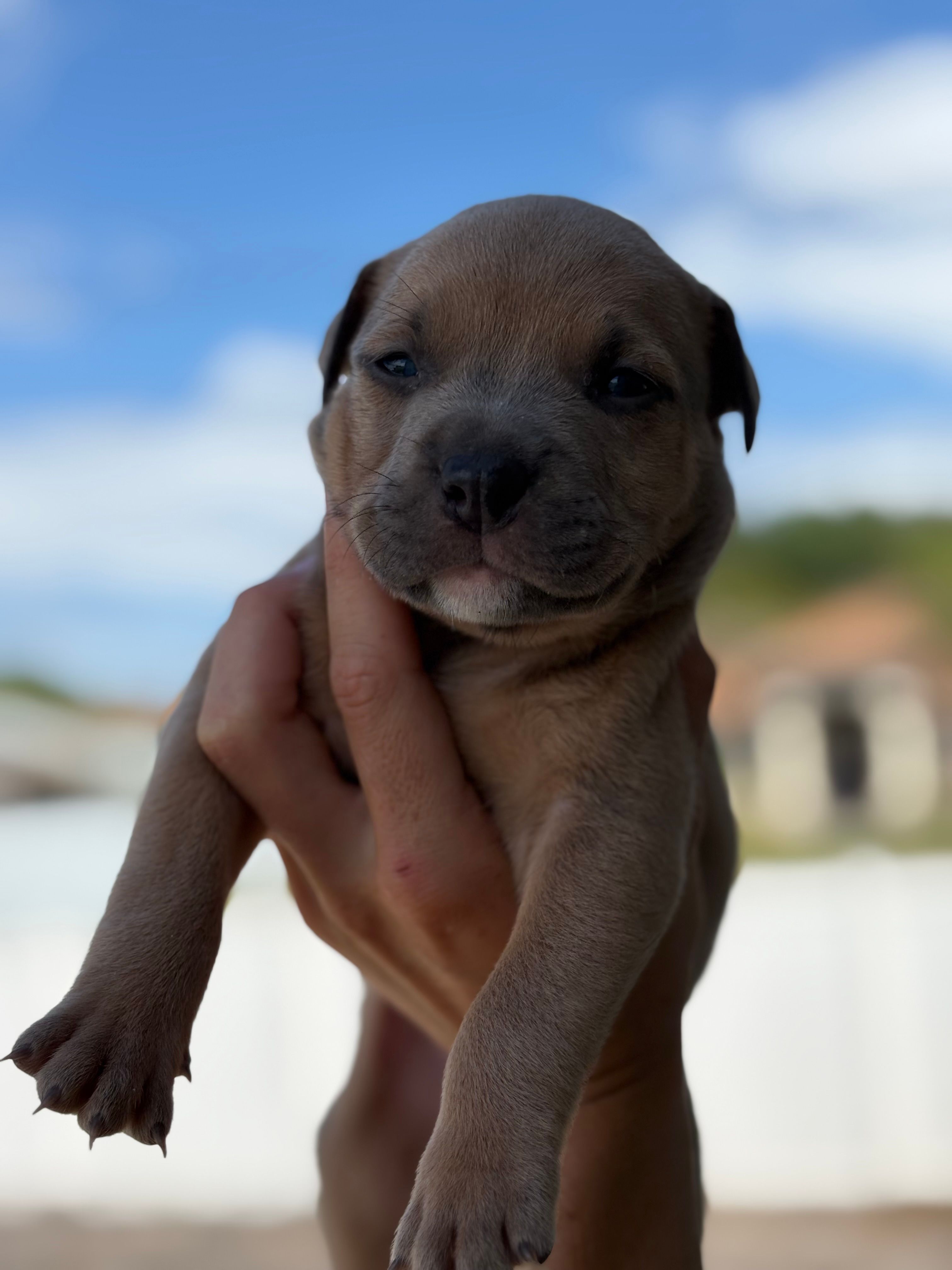 Thor – American Pit Bull Terrier puppy for sale in Port Saint Lucie, FL