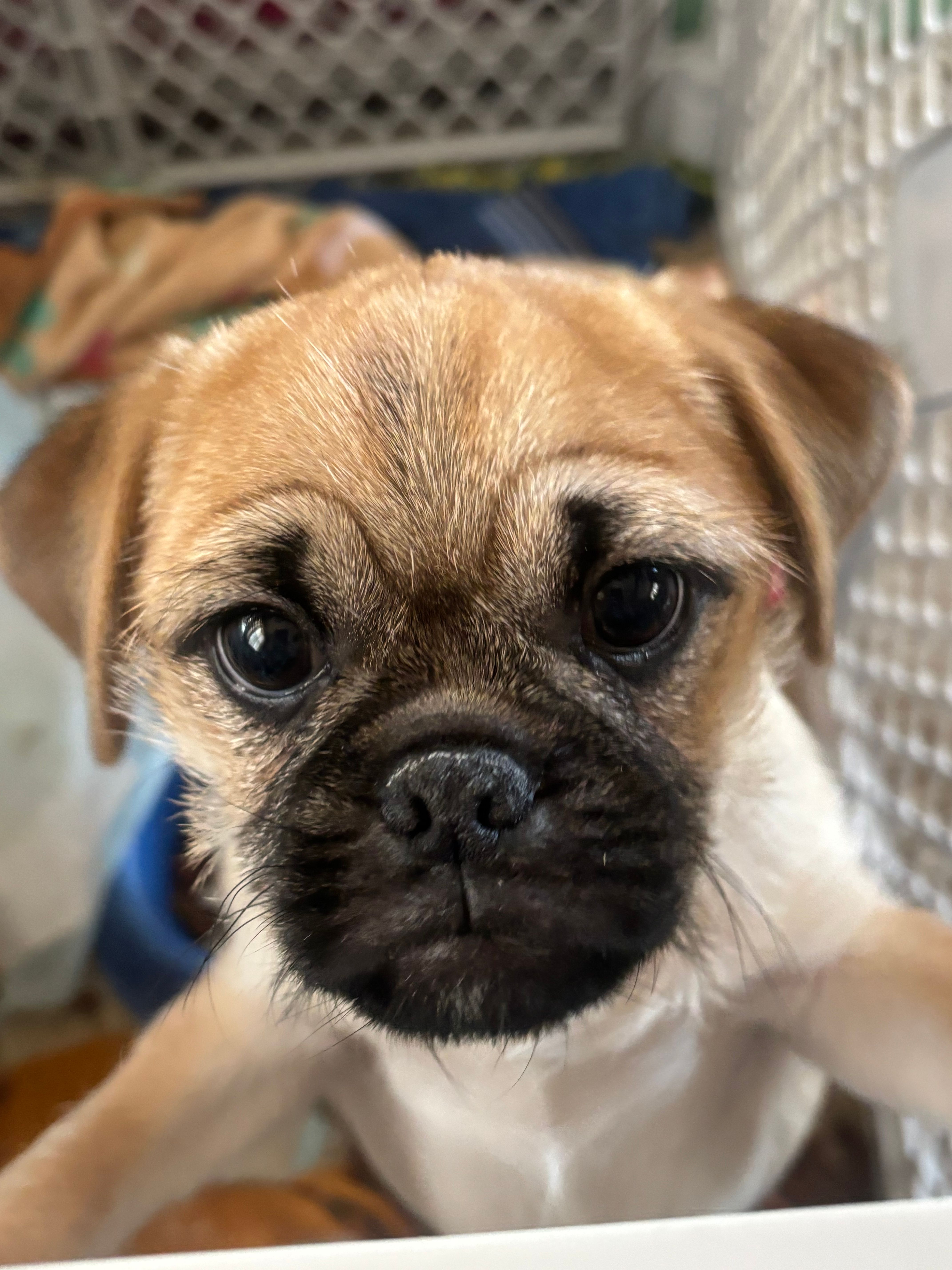 Rolly – Pug, Yorkshire Terrier puppy for sale in Shepherd, MI