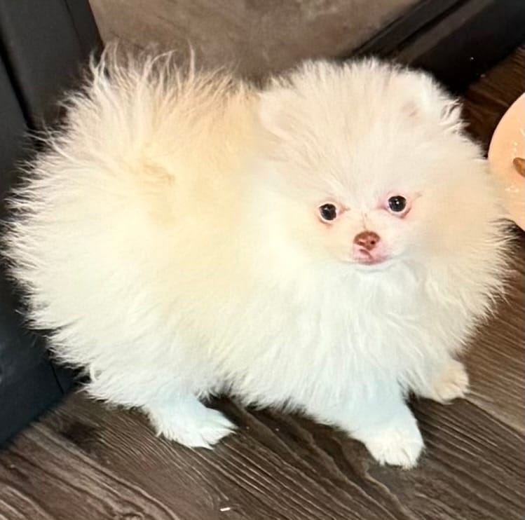 Breacca – Pomeranian puppy for sale in Twin Lakes, WI