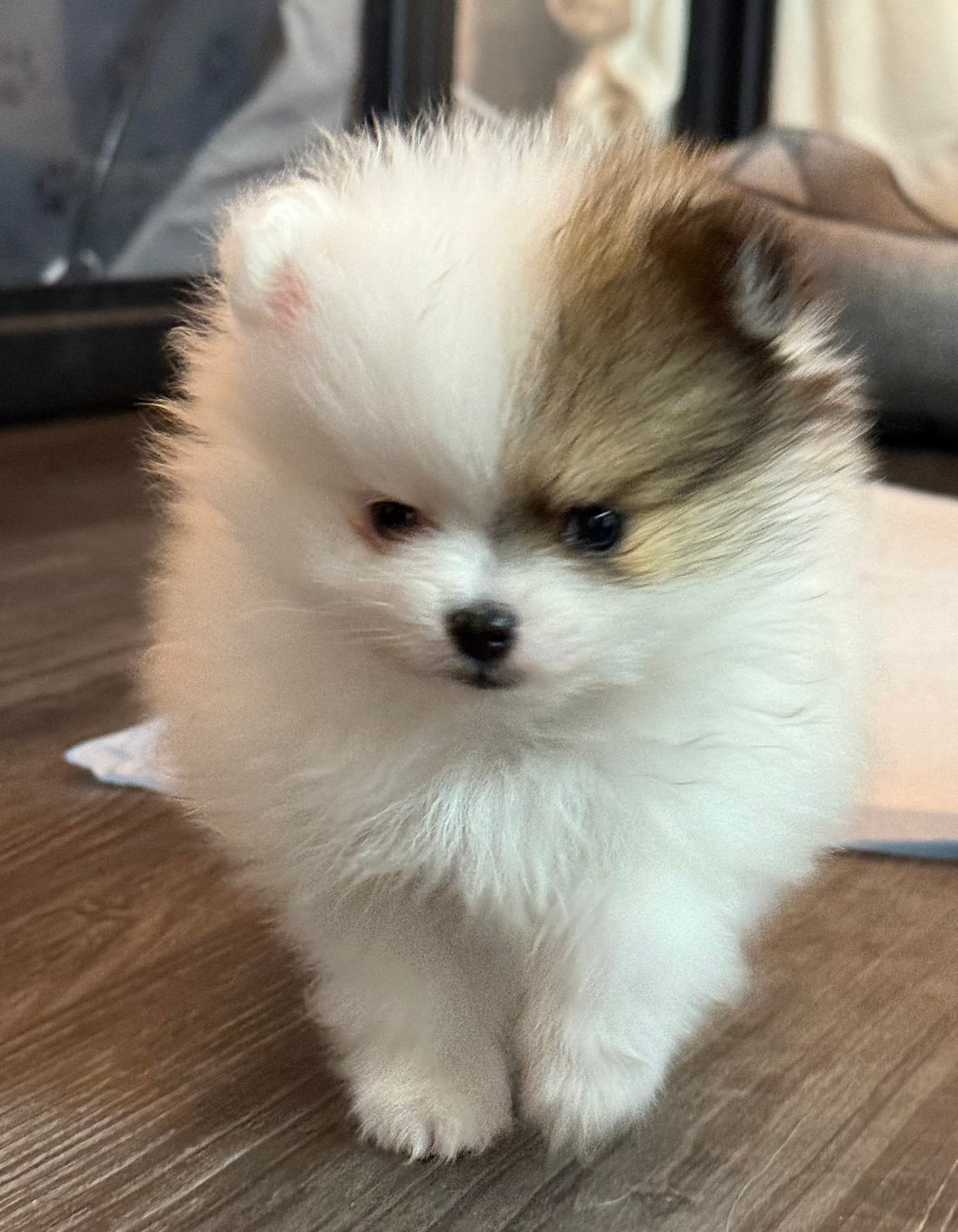 Lili – Pomeranian puppy for sale in Twin Lakes, WI