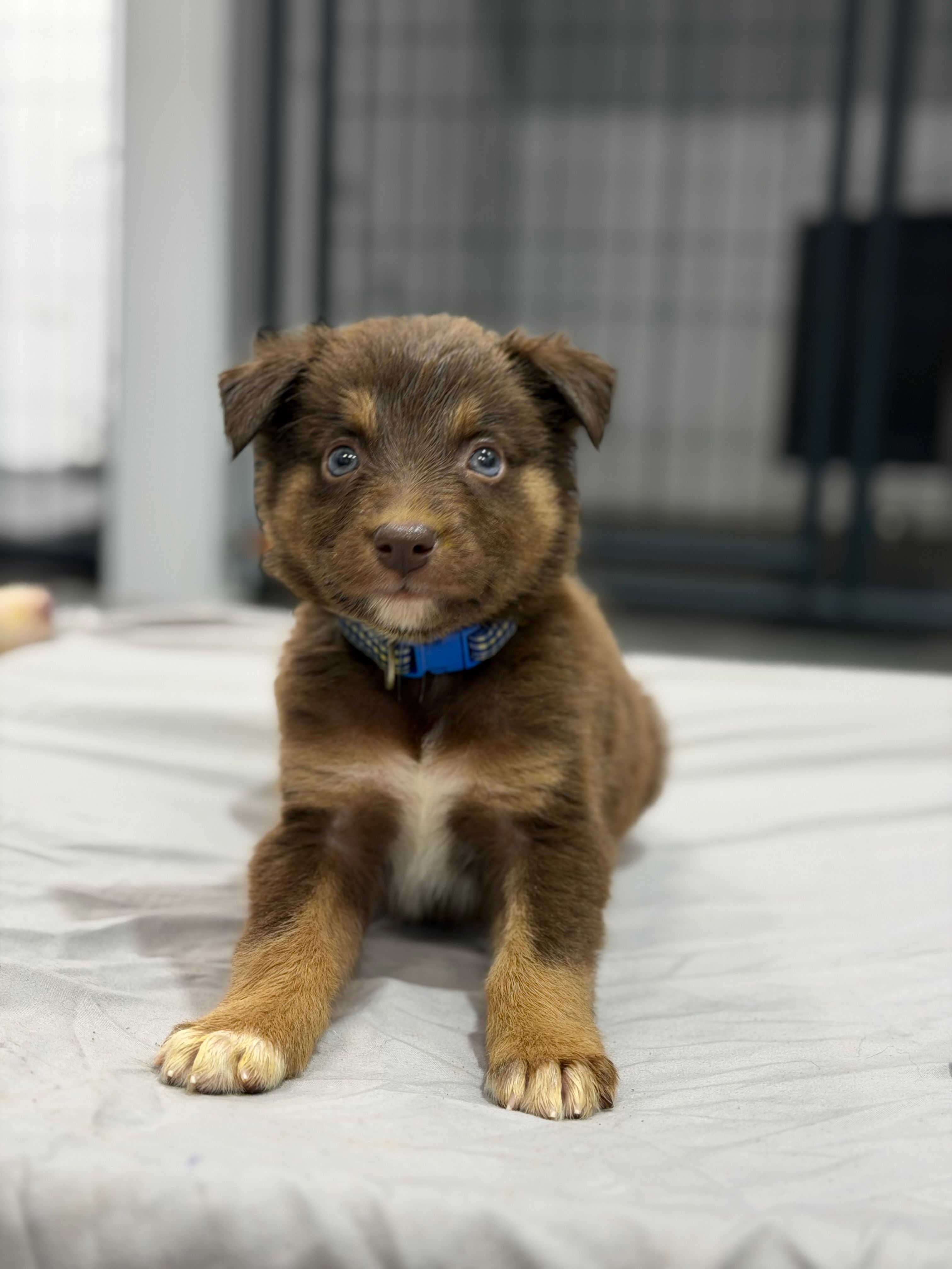 Russ – Australian Shepherd puppy for sale in Upton, KY