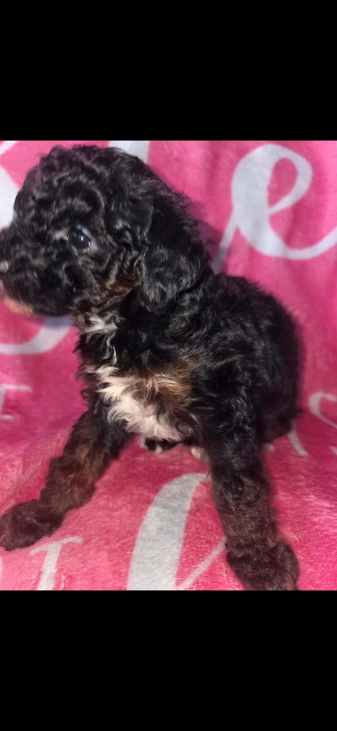 Cutie – Poodle - Toy  puppy for sale in Manchester, TN