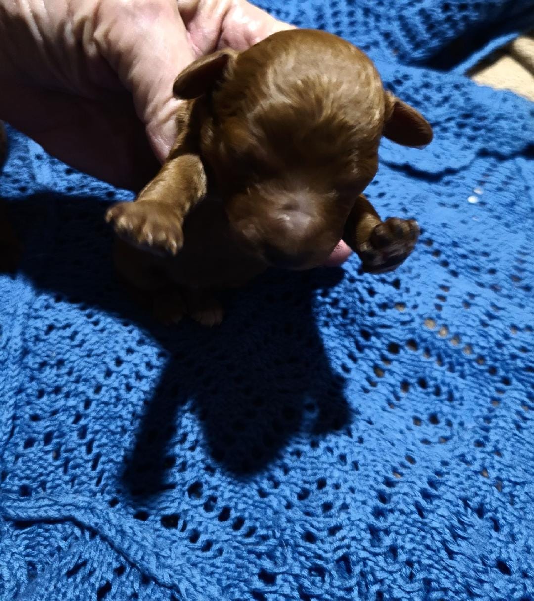 Queenie #2 – Poodle - Toy  puppy for sale in Manchester, TN