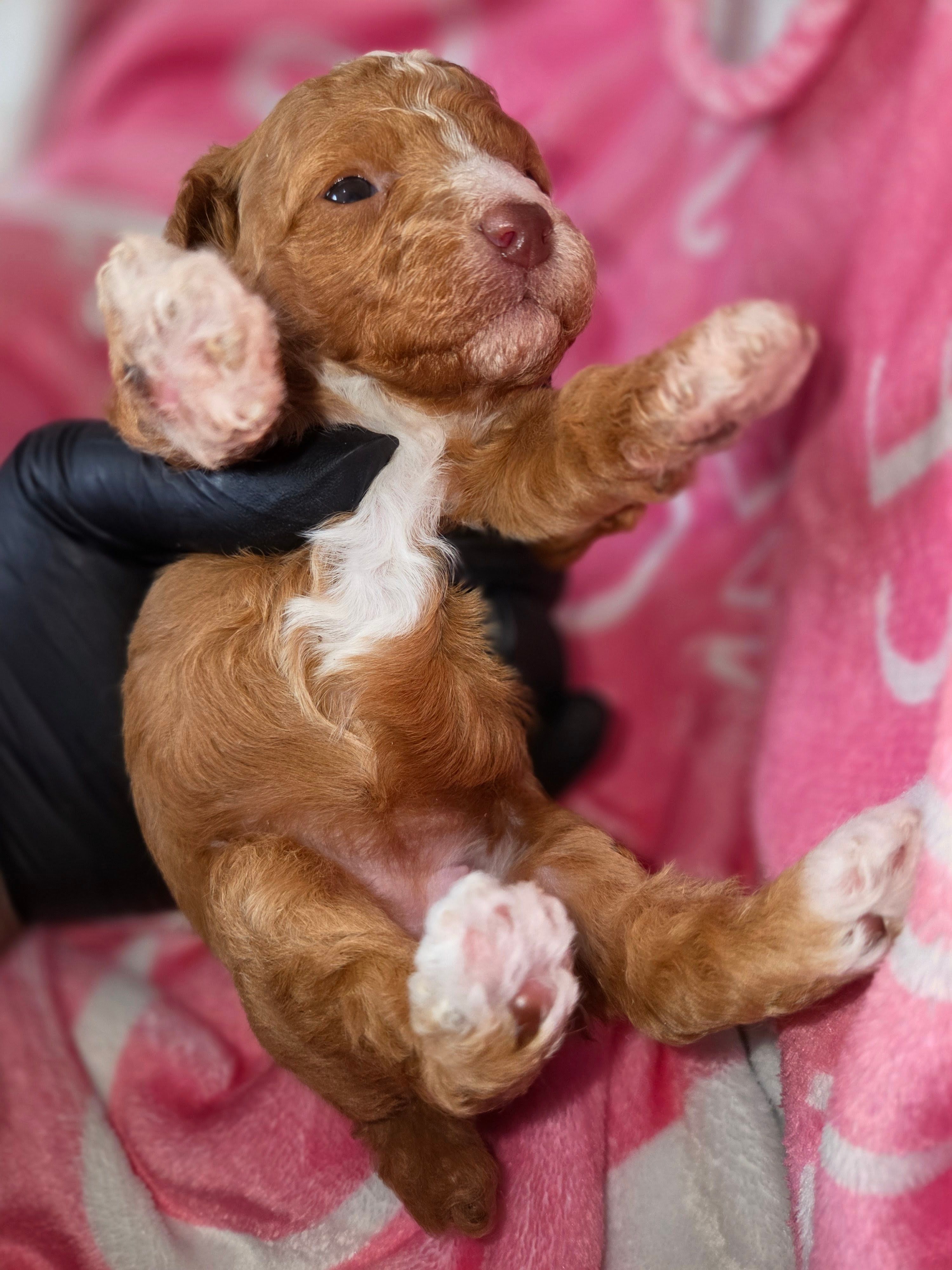 Sunshine  – Poodle - Miniature  puppy for sale in Manchester, TN