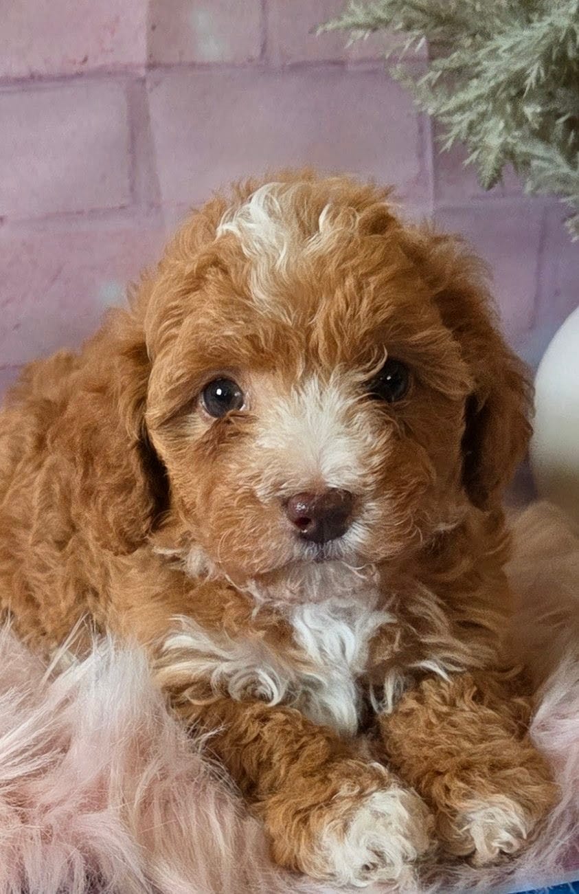 Sunshine  – Poodle - Miniature  puppy for sale in Manchester, TN