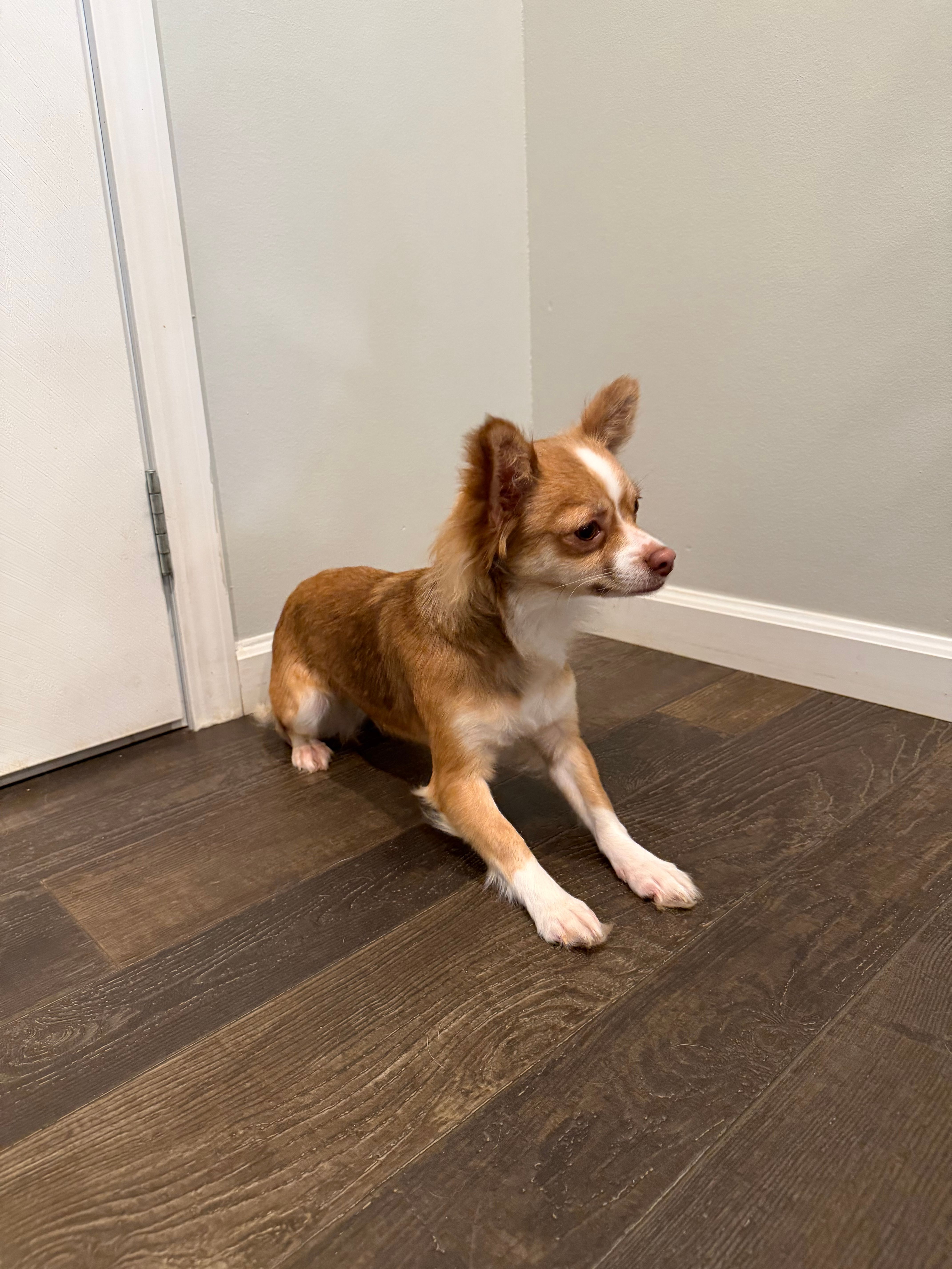 Cookie  – Chihuahua puppy for sale in Athens, TN