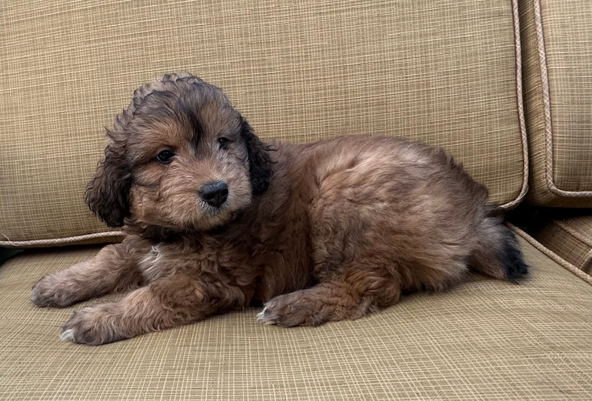 Sky – Aussiedoodle puppy for sale in Marion, OH