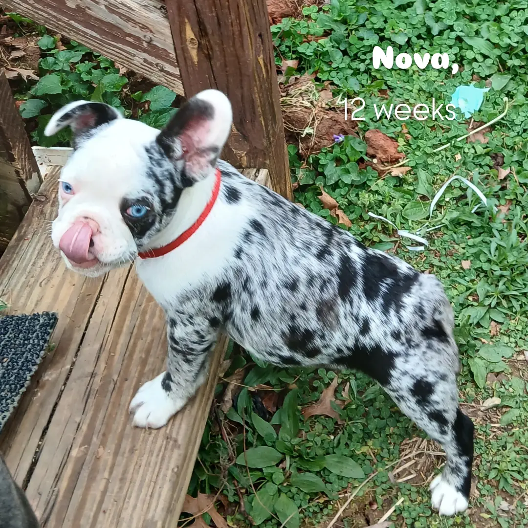 Nova – French Bulldog puppy for sale in Richmond City, VA