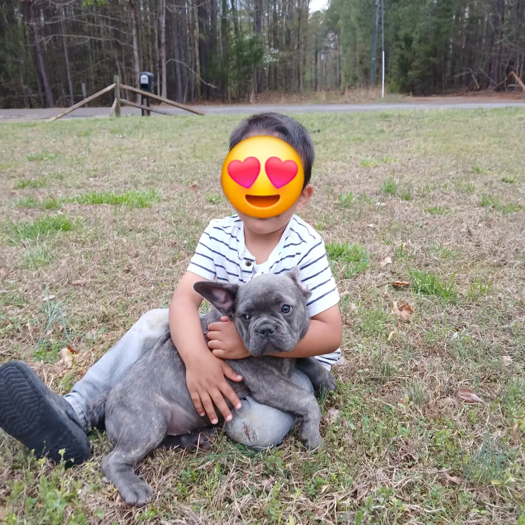 Nimbus – French Bulldog puppy for sale in Richmond City, VA