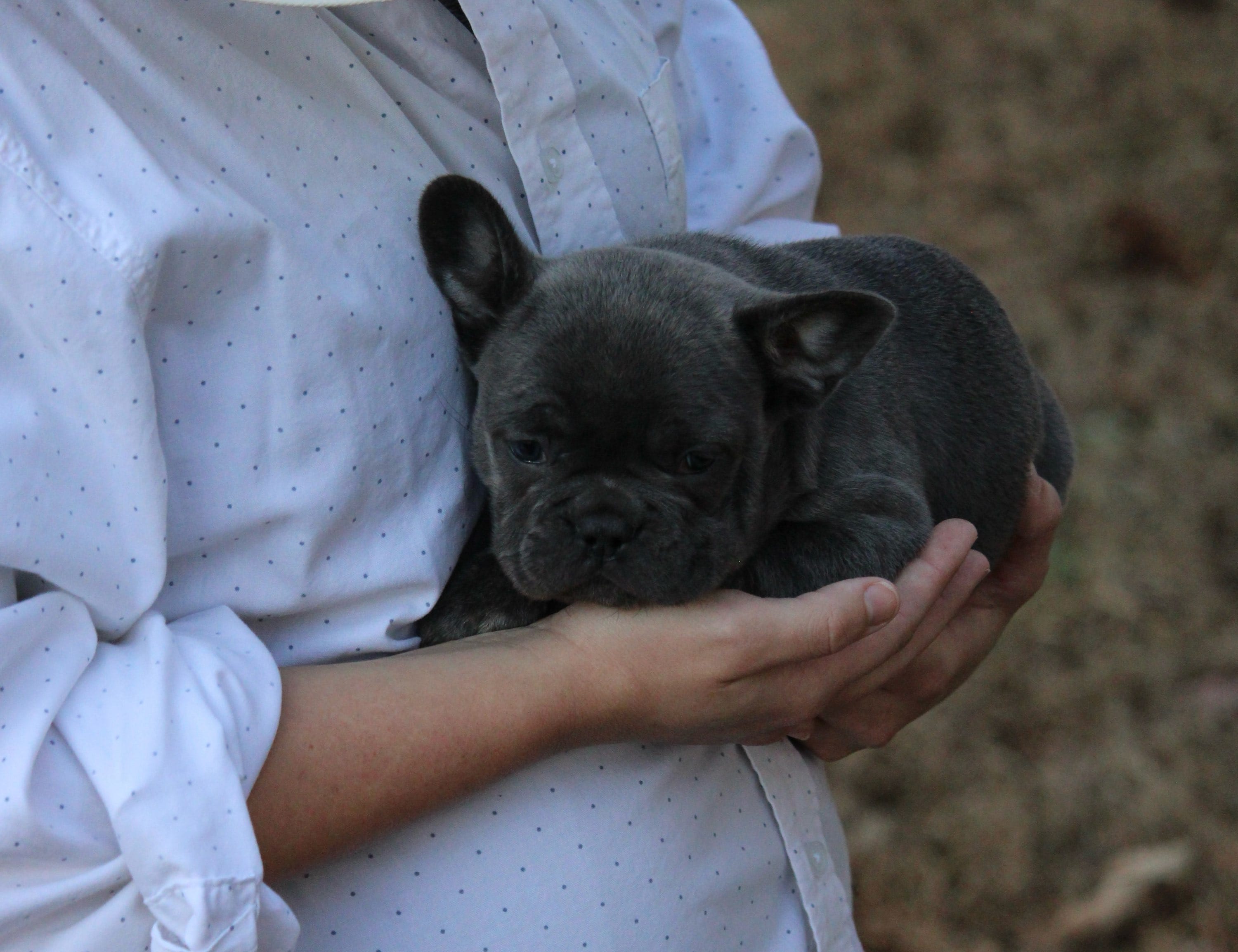 Nimbus – French Bulldog puppy for sale in Richmond City, VA