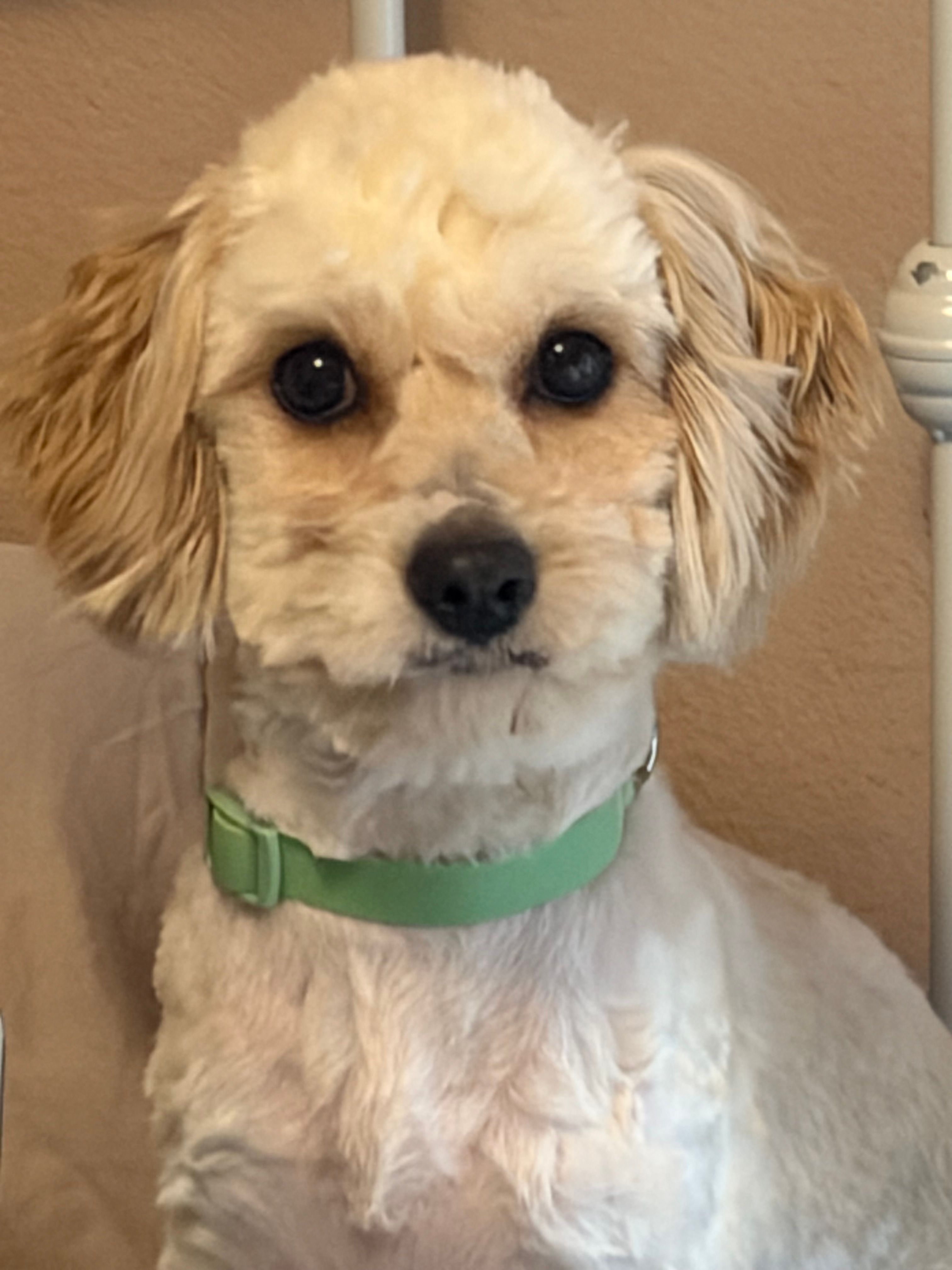 Tilda – Cavachon puppy for sale in Madison Lake, MN