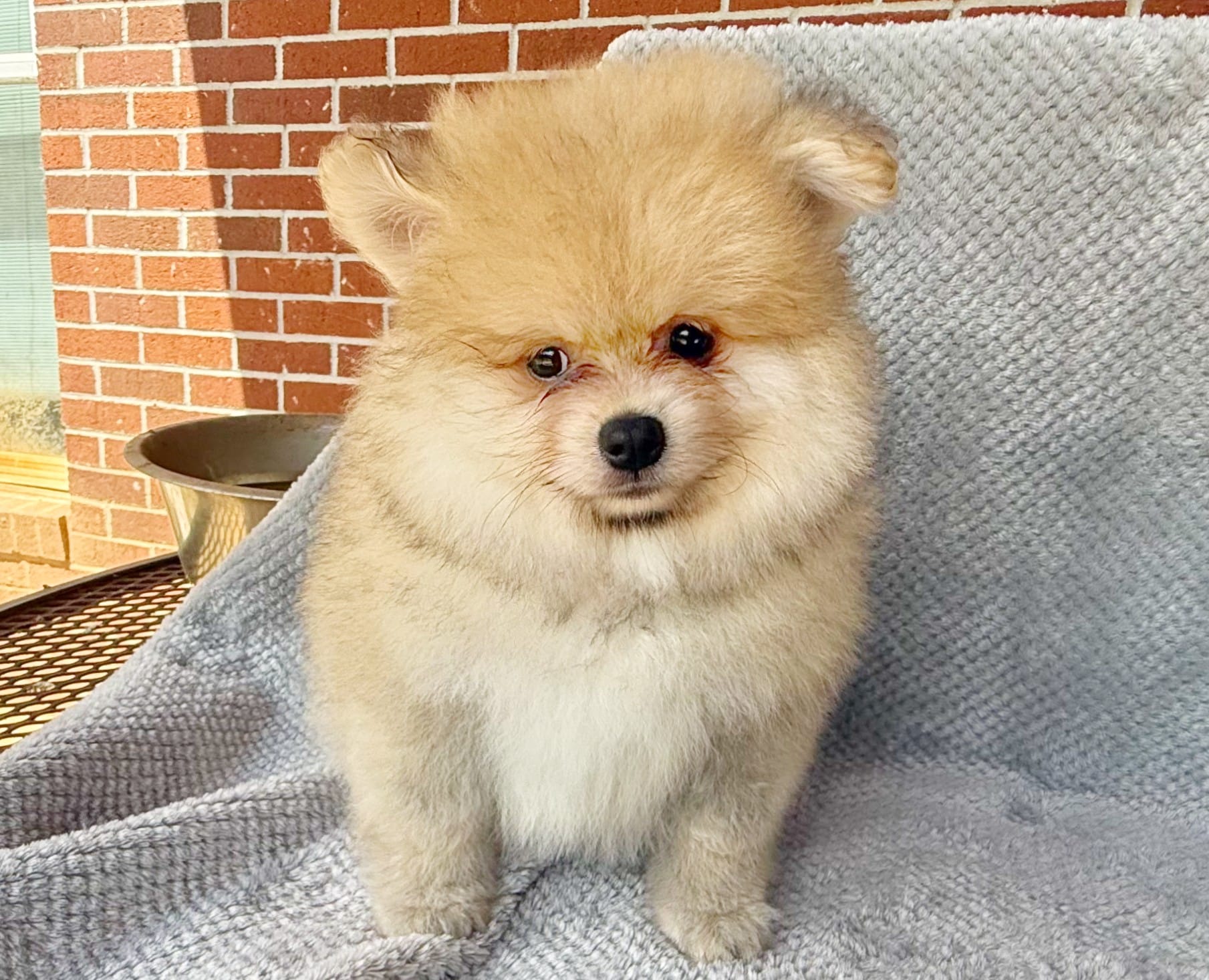 Timber – Pomeranian puppy for sale in Dawsonville, GA