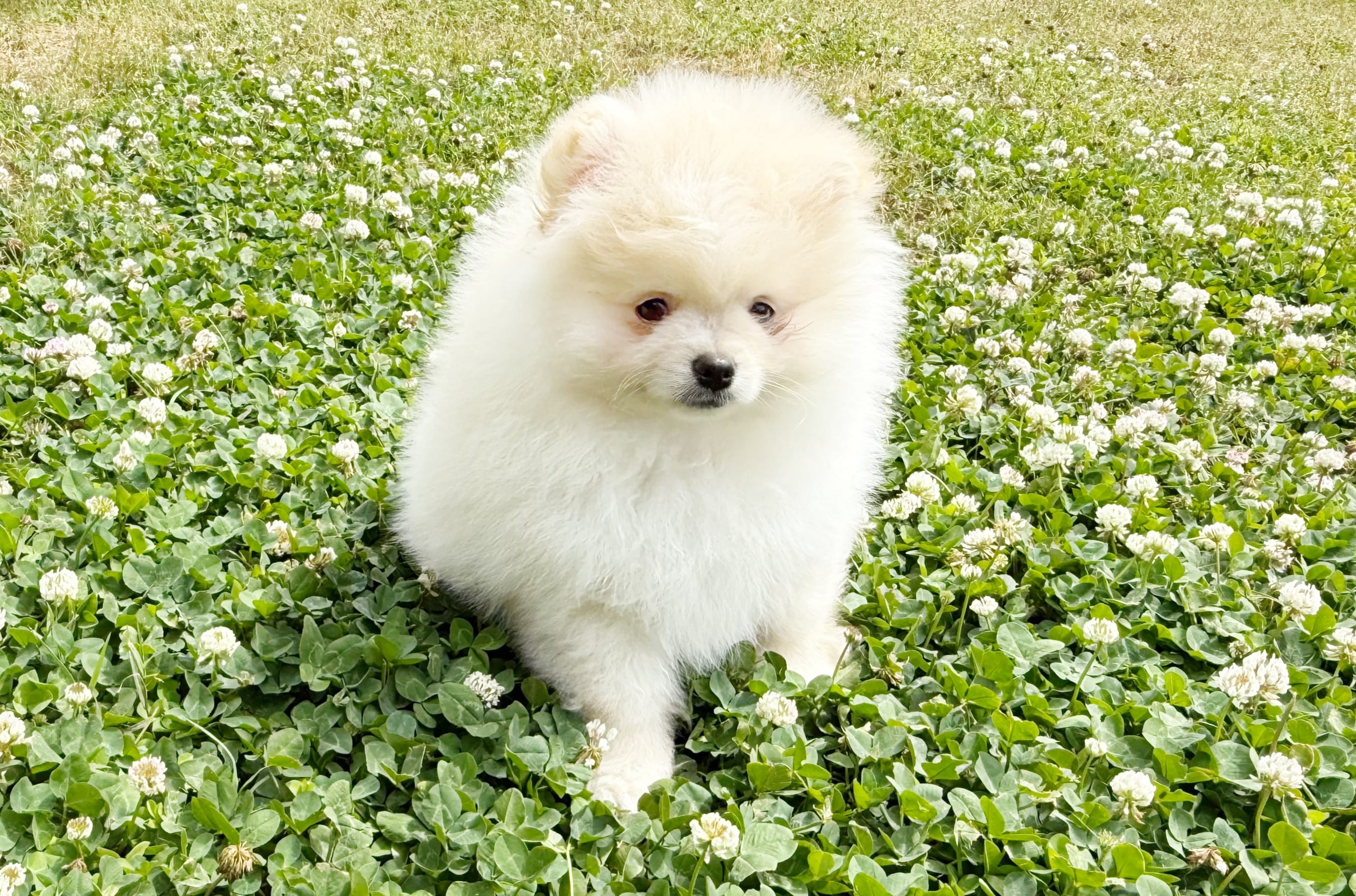 Starr – Pomeranian puppy for sale in Dawsonville, GA