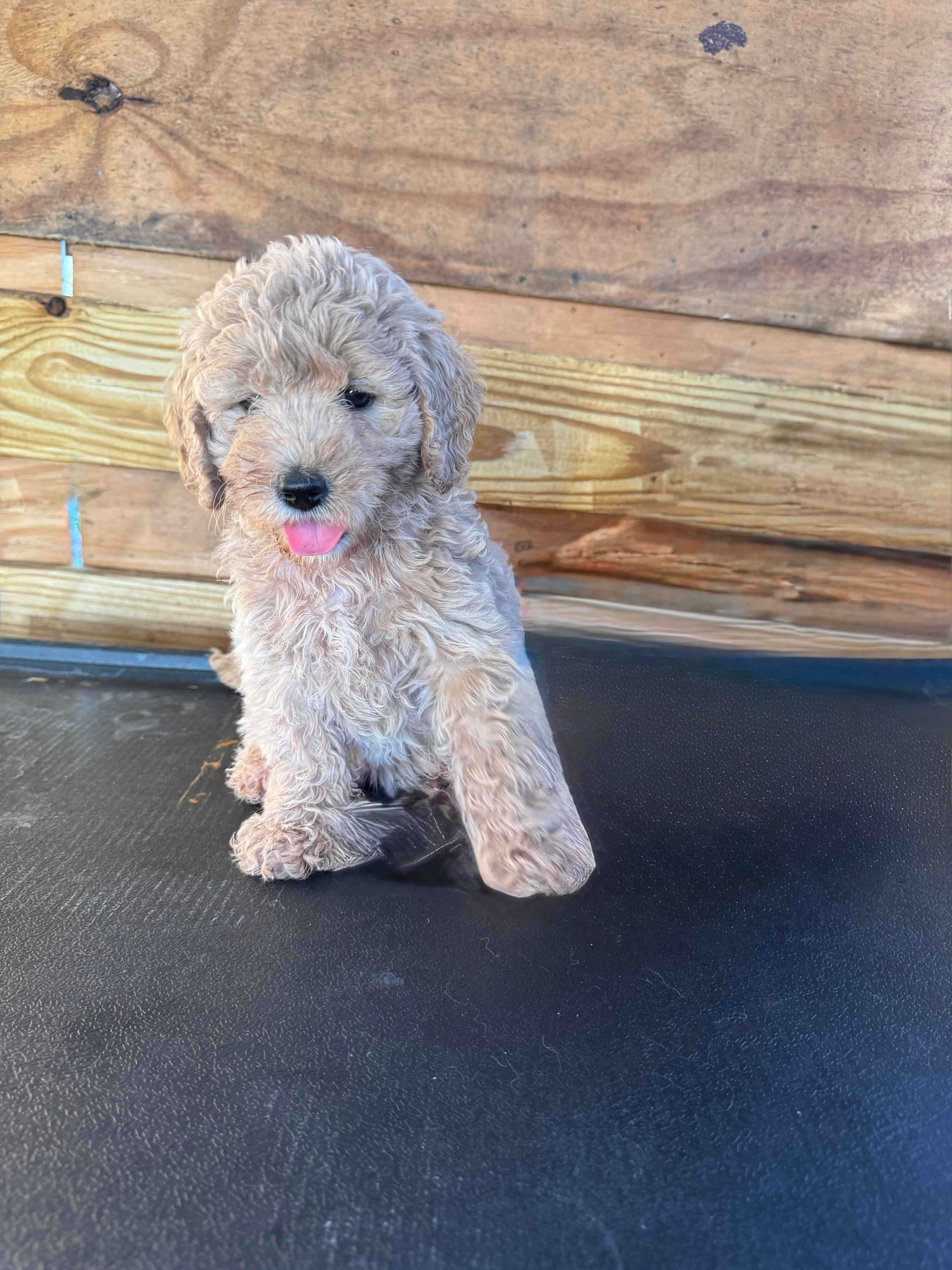 Mini goldendoodle  – Goldendoodle puppy for sale in Fort Myers, FL
